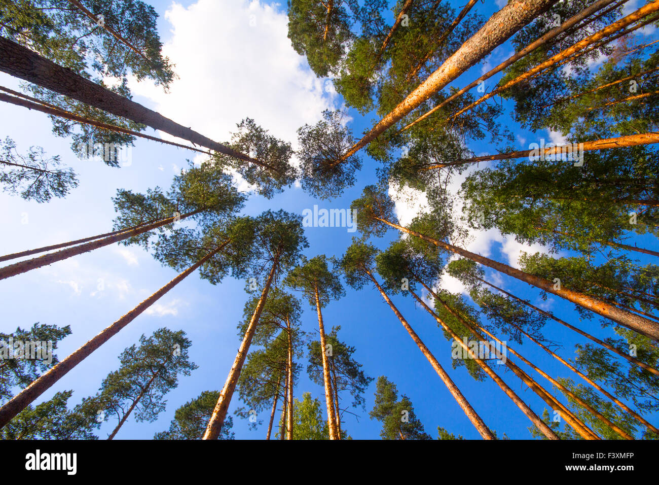 pine wood and cloud Stock Photo