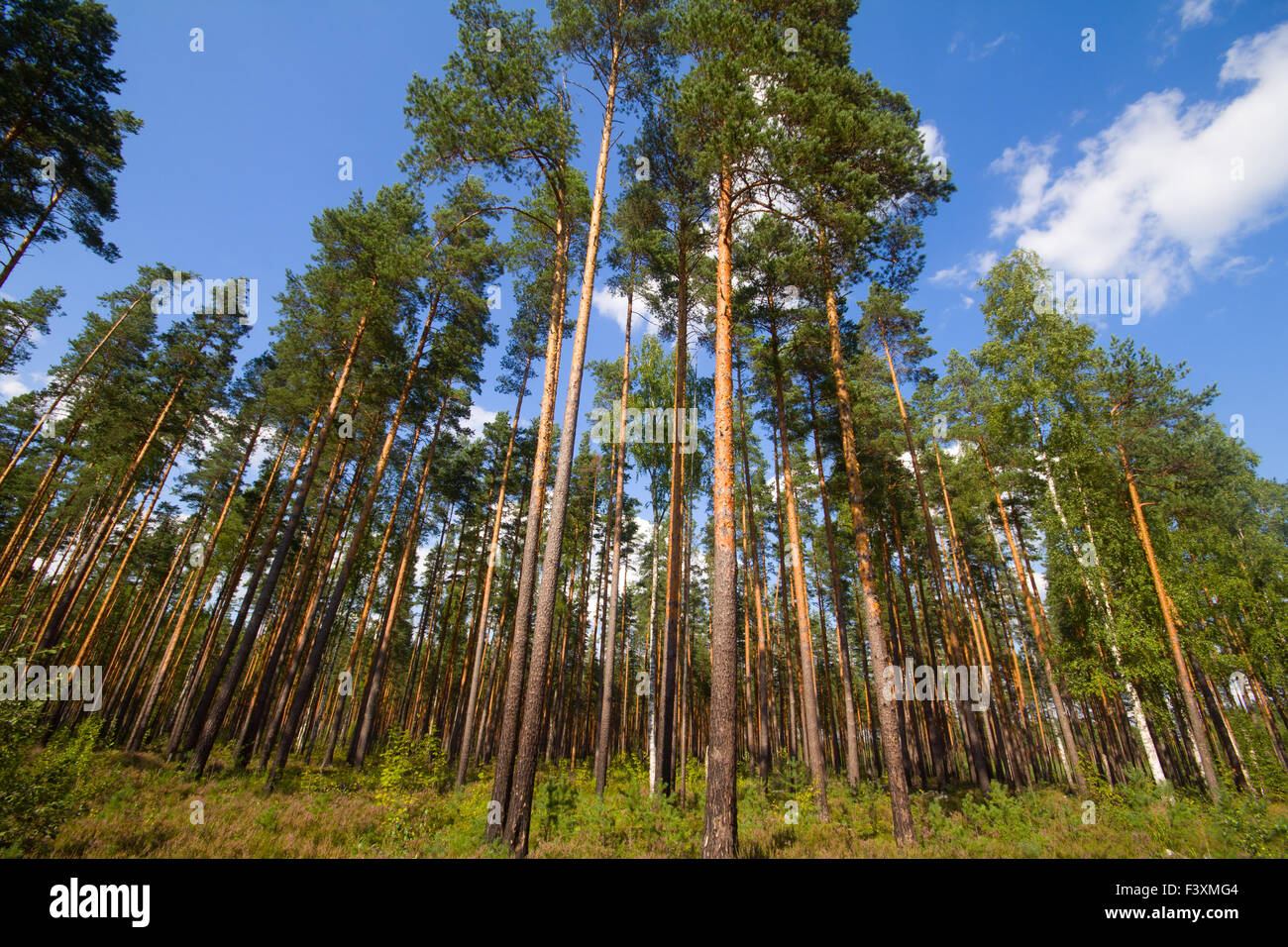 pine wood and cloud Stock Photo