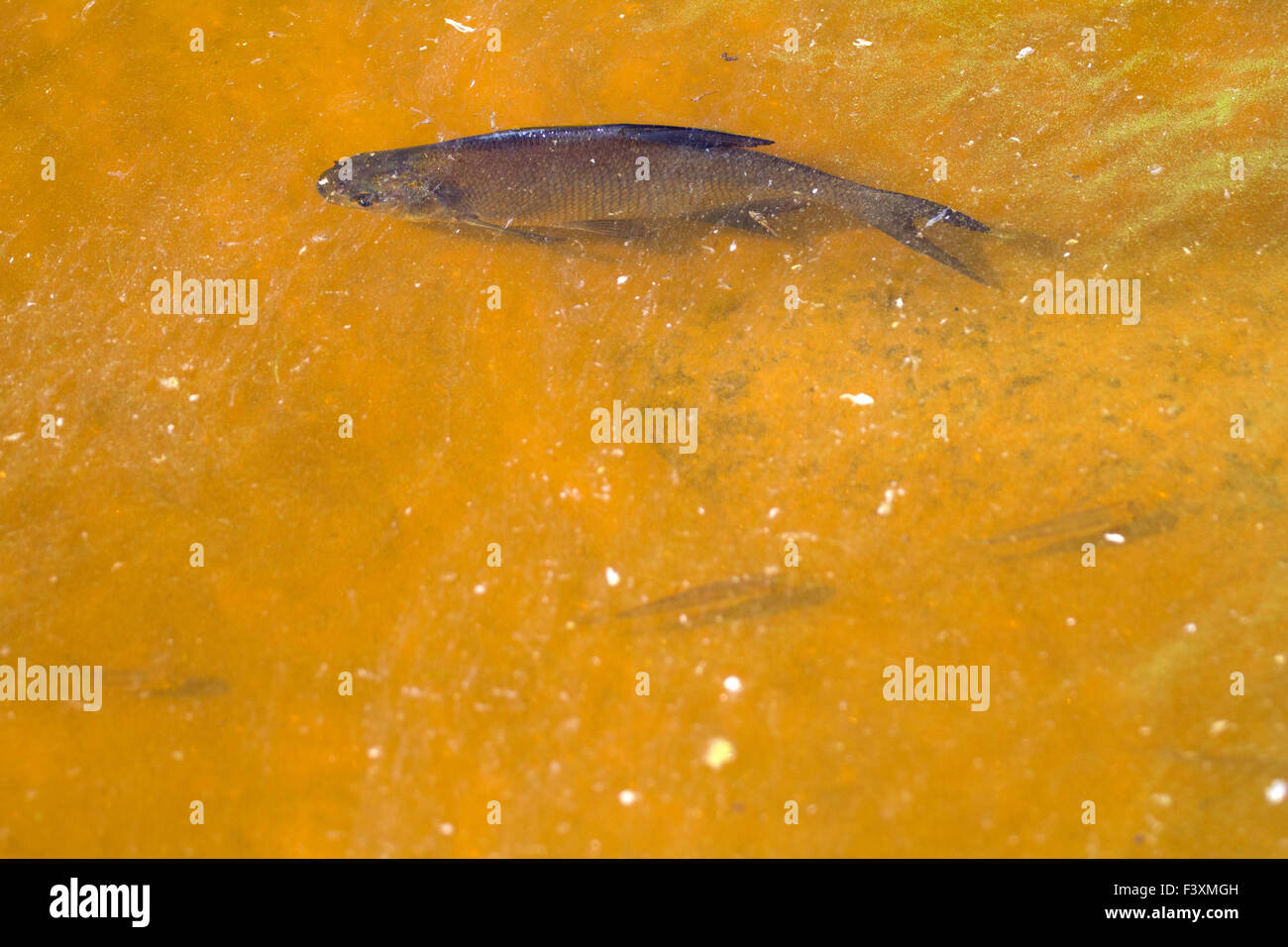 white-eye fish underwater Stock Photo