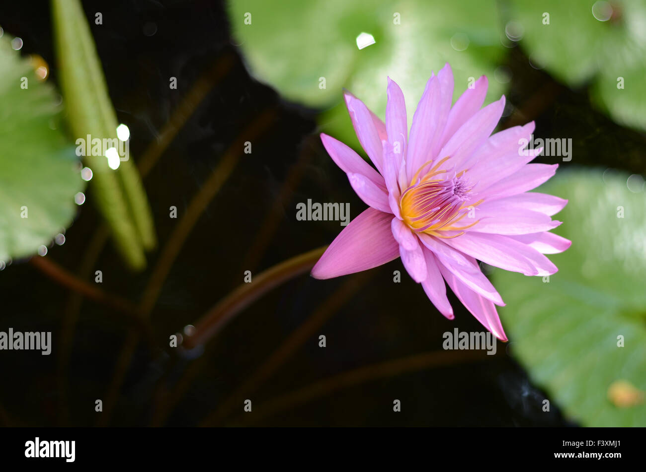 A Pink Water Lily With Copy Space Stock Photo