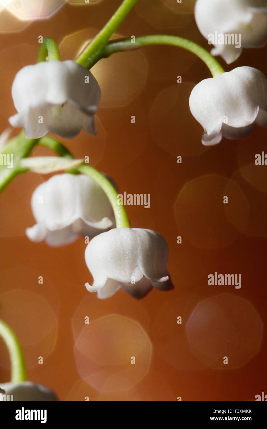 Lily of the valley close up