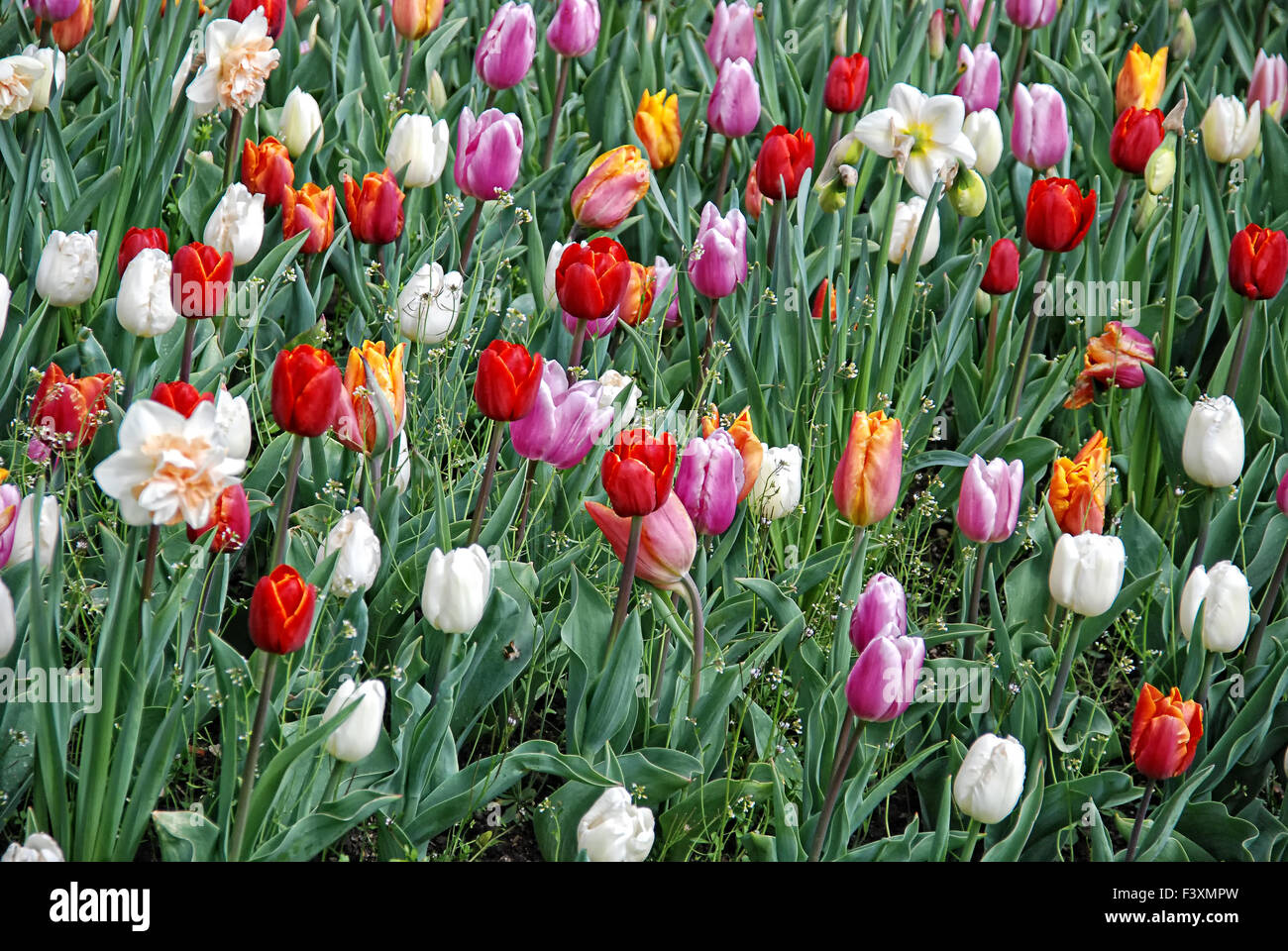 tulips 05 Stock Photo