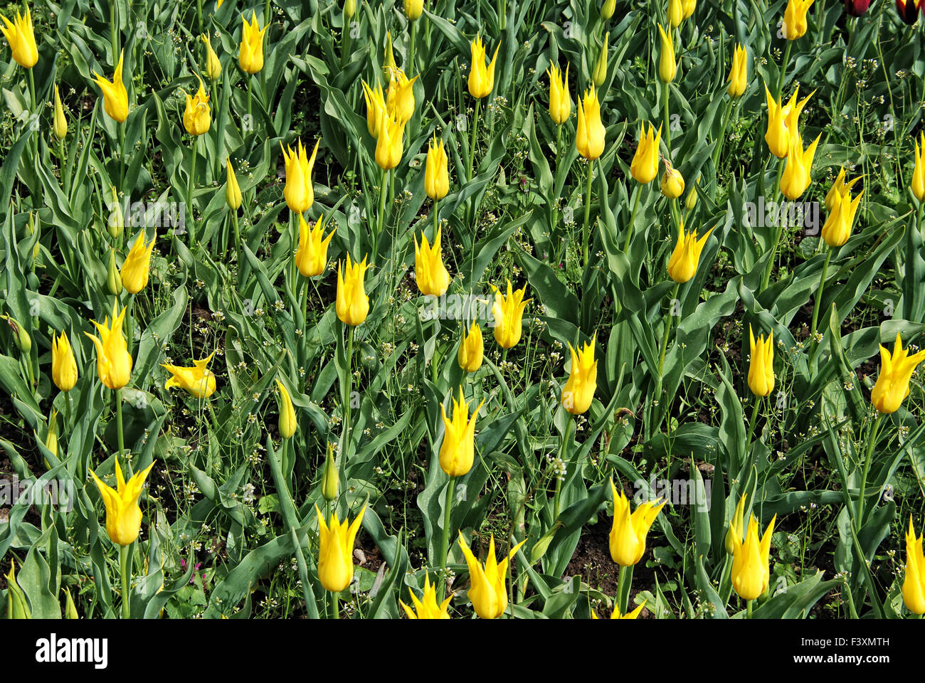 tulips 11 Stock Photo