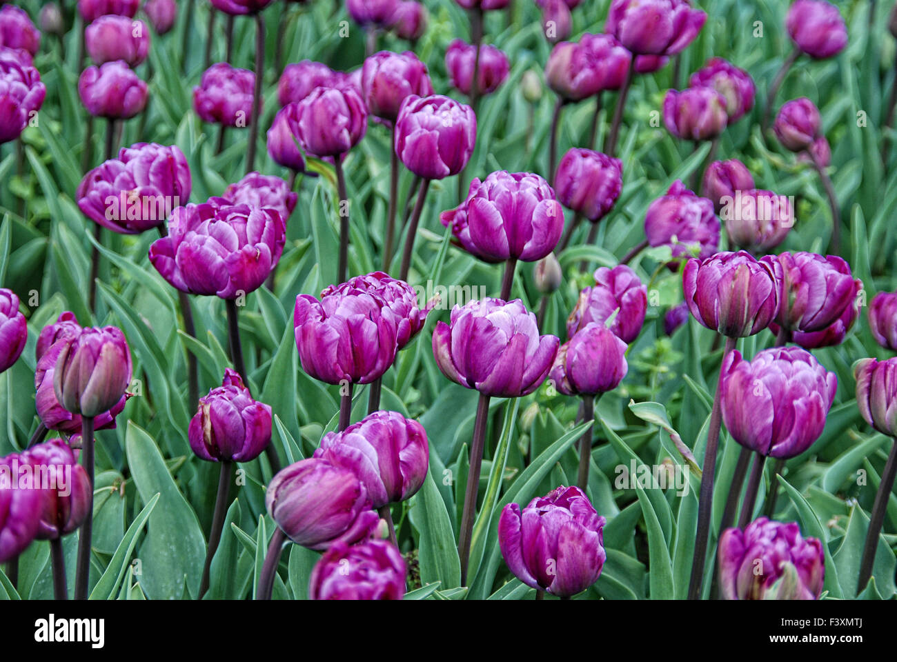 tulips 10 Stock Photo
