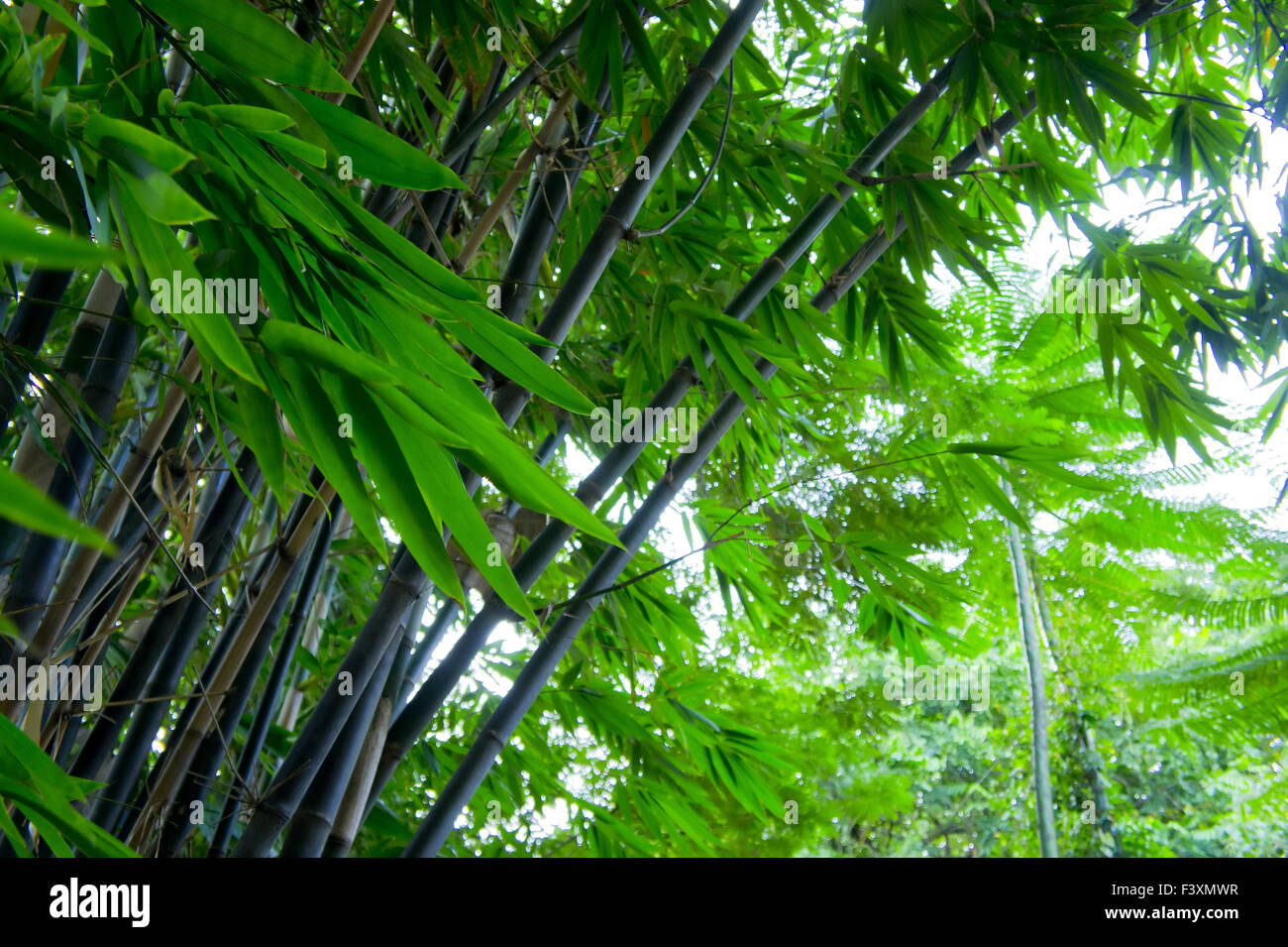 Bamboo garden screen hi-res stock photography and images - Page 2