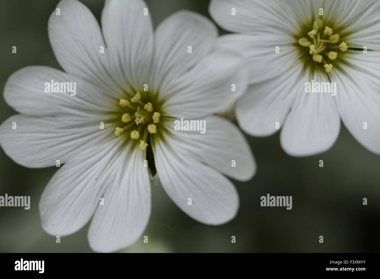 White rock flower garden edging Stock Photo - Alamy