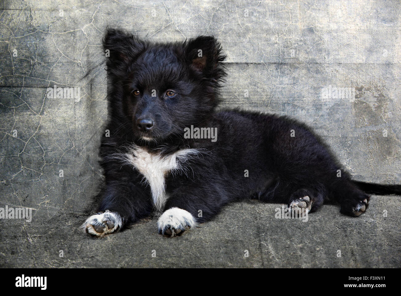 Tiny Tim Stock Photo