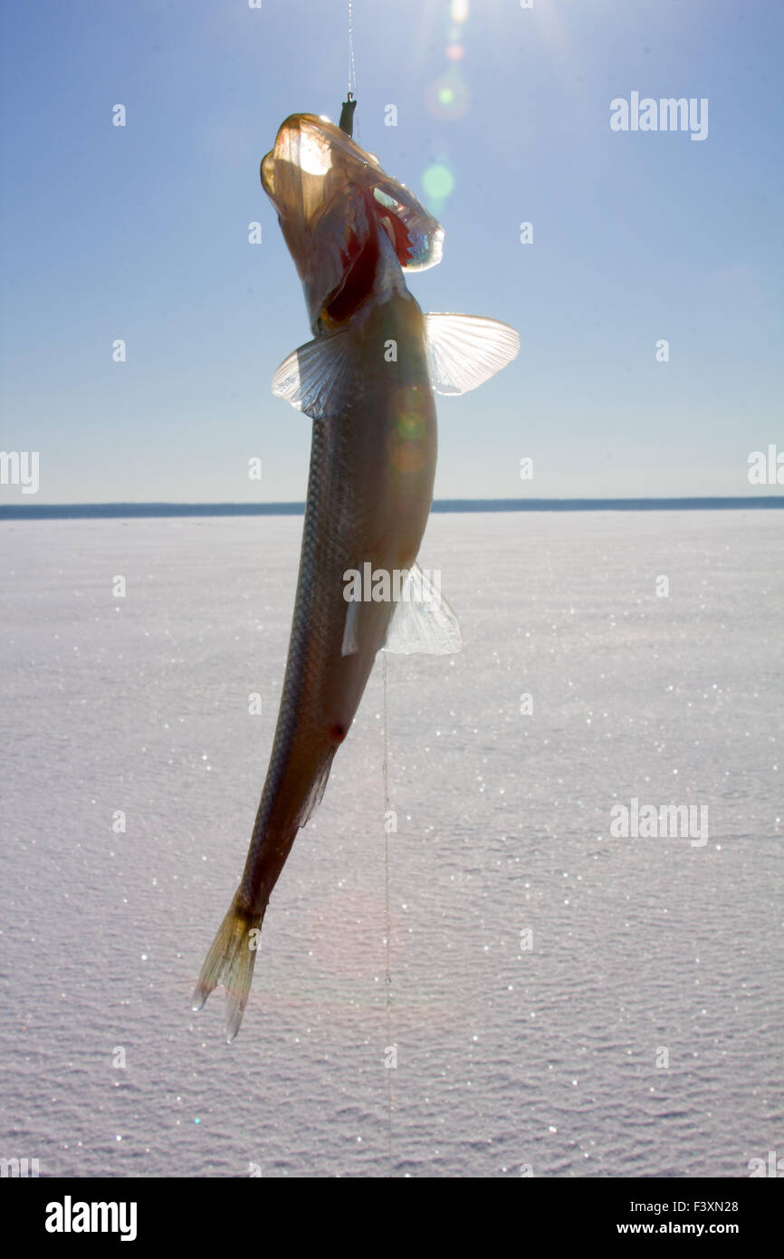 Silver scaly fish hi-res stock photography and images - Alamy