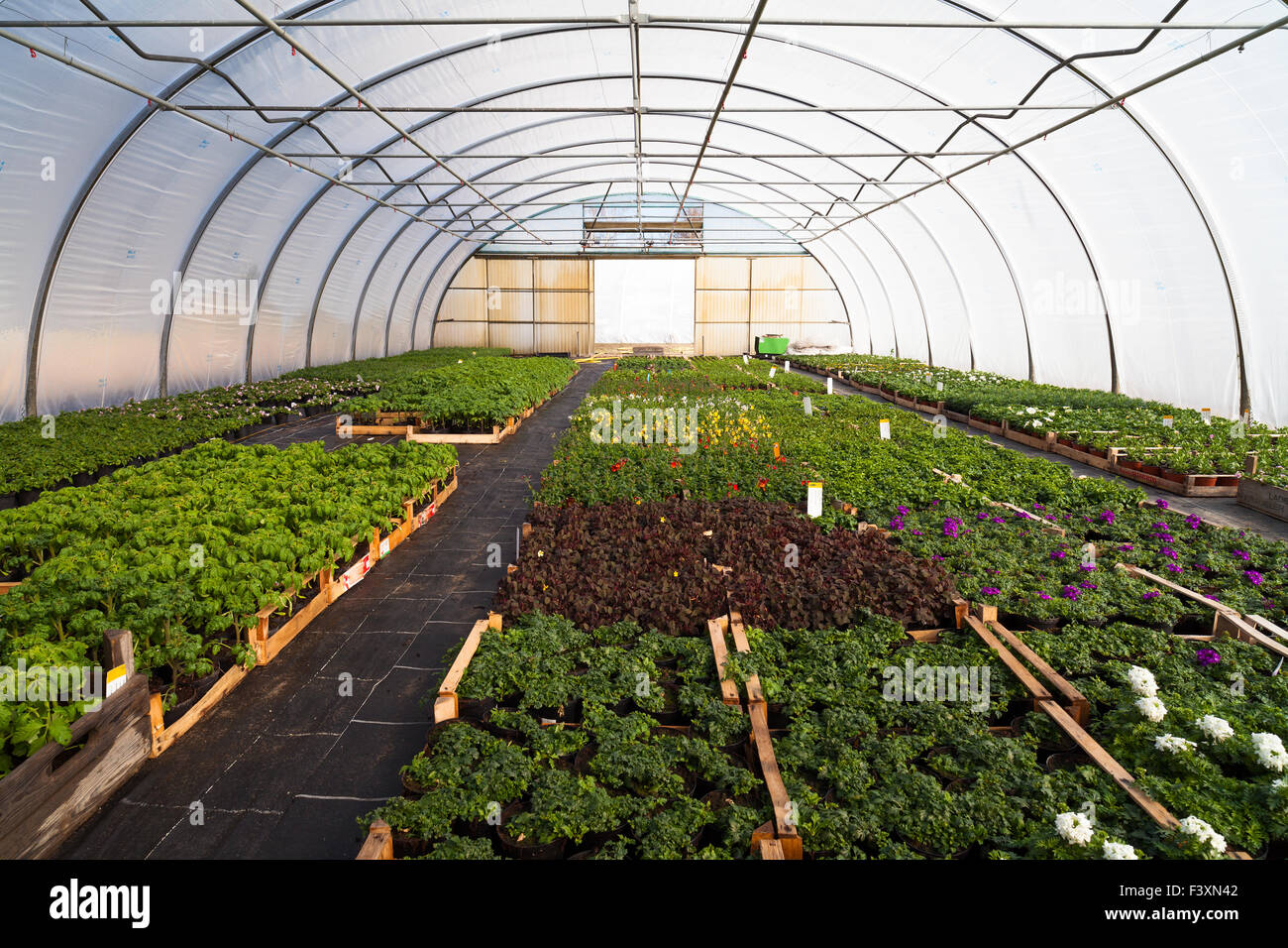 greenhouse with flowers Stock Photo Alamy