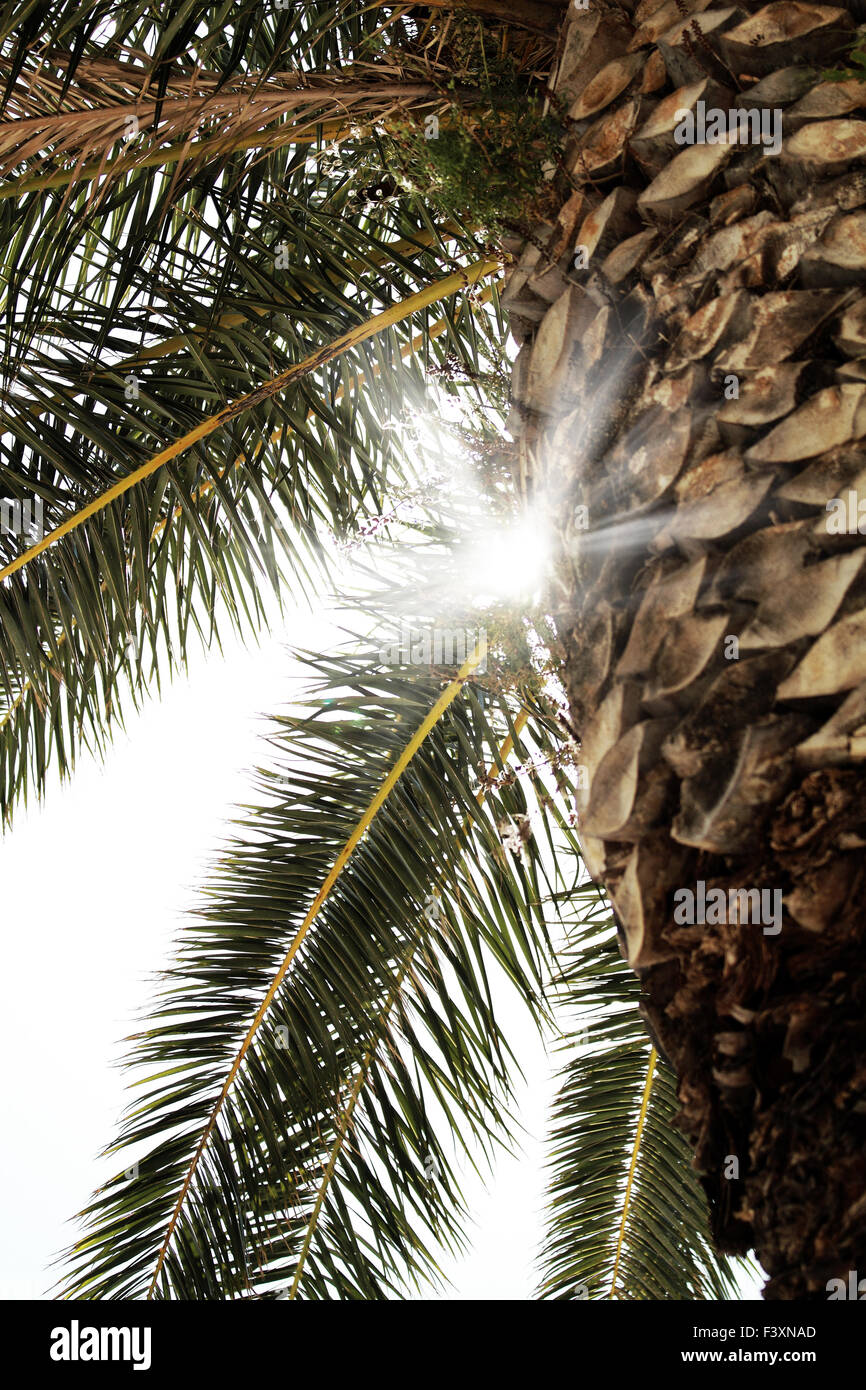 Palm tree leaves and sunlight Stock Photo Alamy