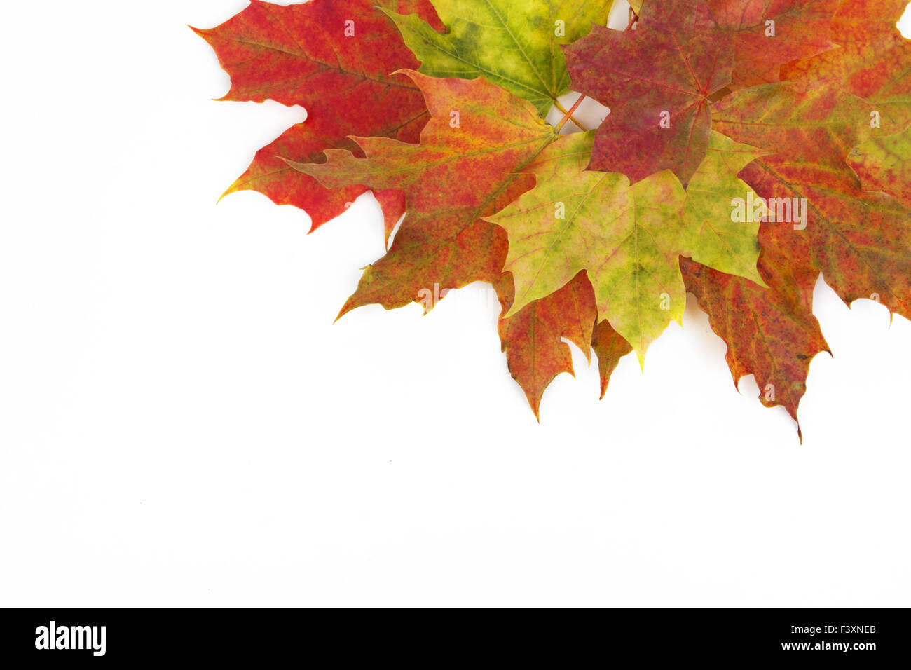 Autumn leaves isolated with white background Stock Photo
