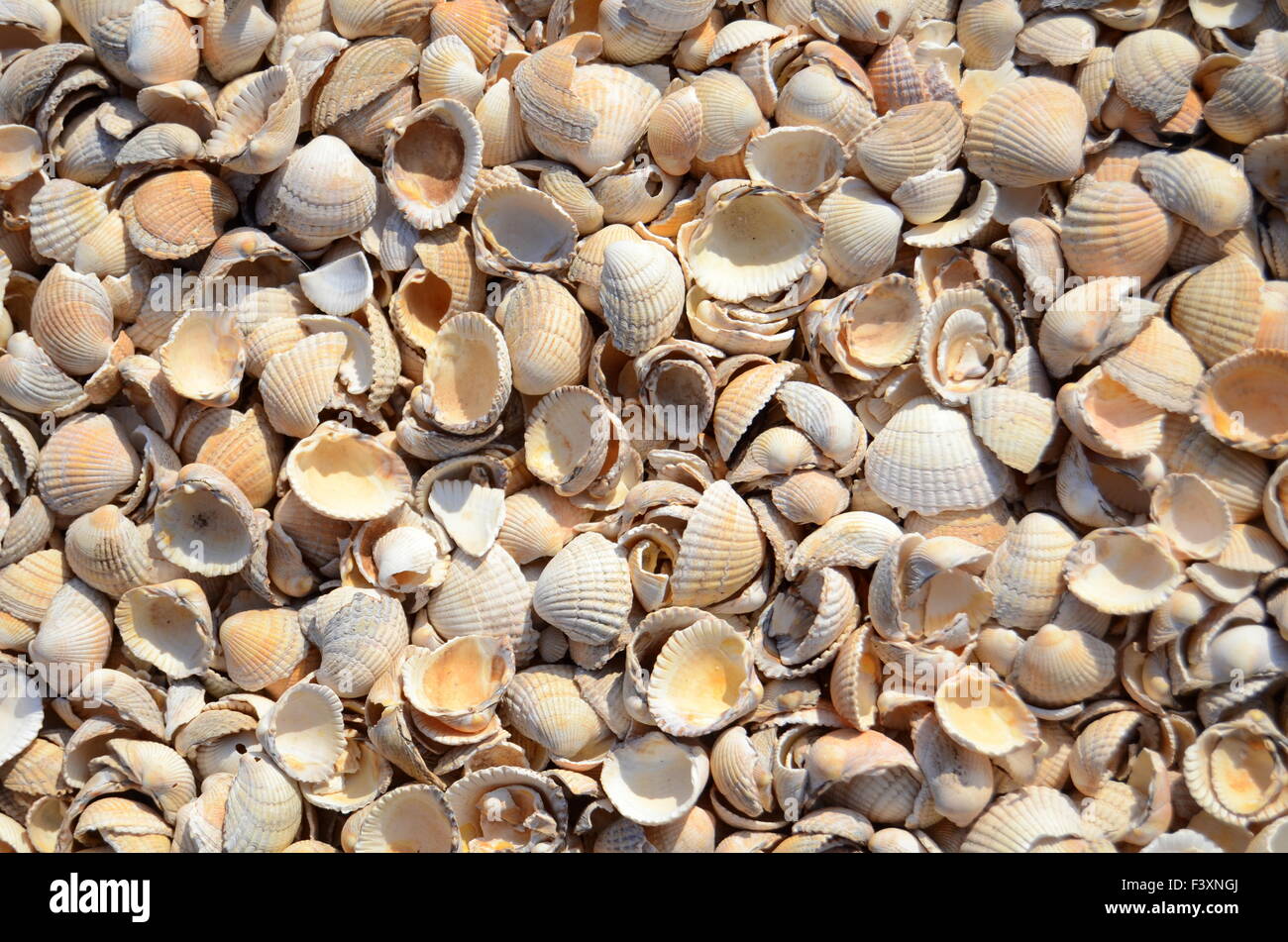 An Abstract Background Texture Of Sea Shells Stock Photo