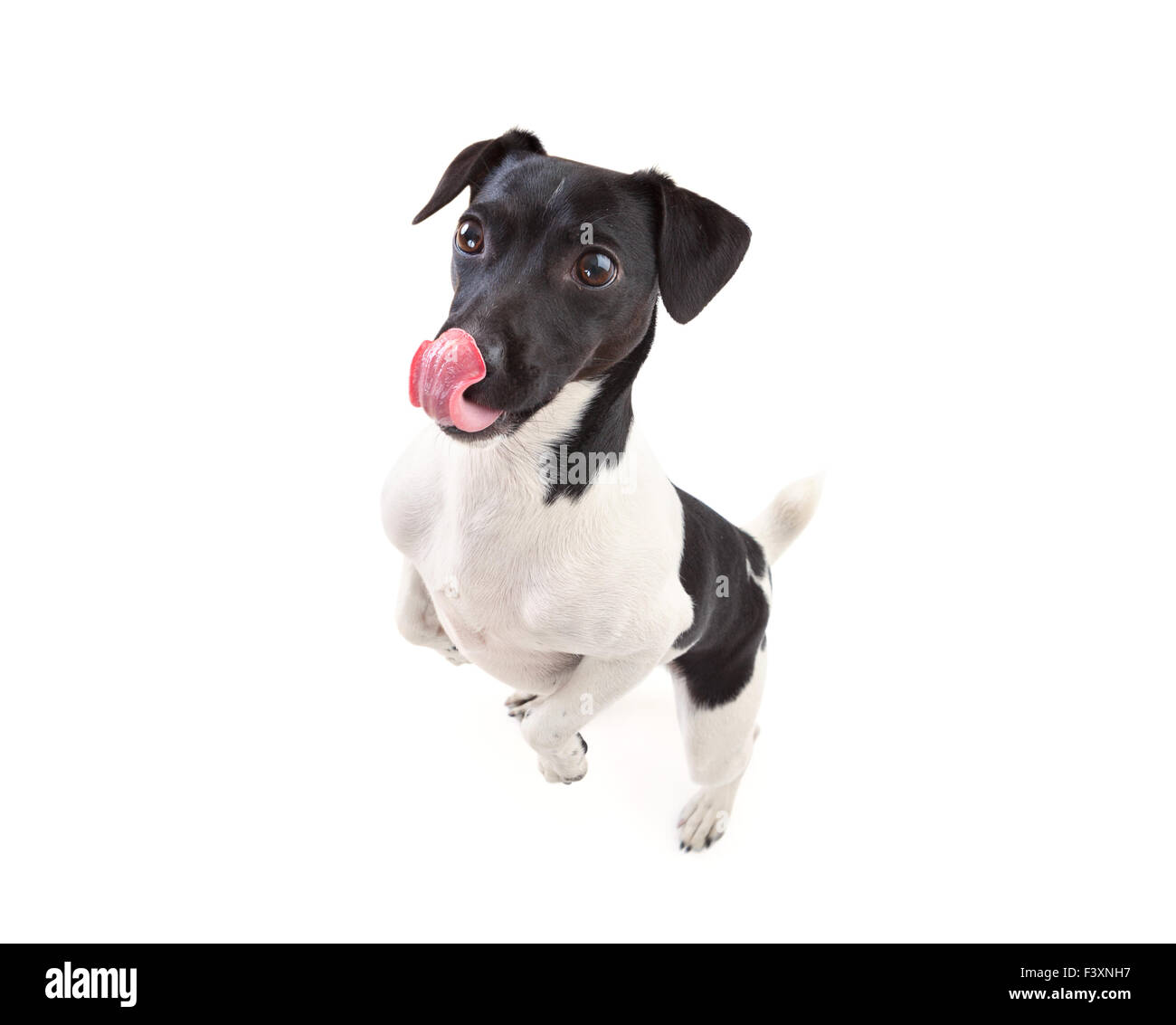 Jack russell terrier Stock Photo - Alamy