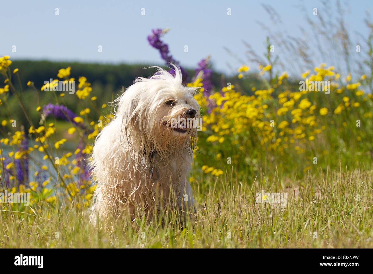 Dog in flowers hires stock photography and images Alamy