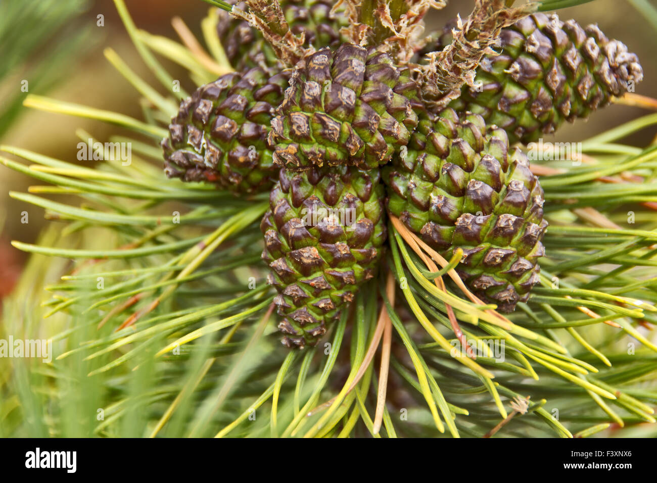Closed pine cone hires stock photography and images Alamy