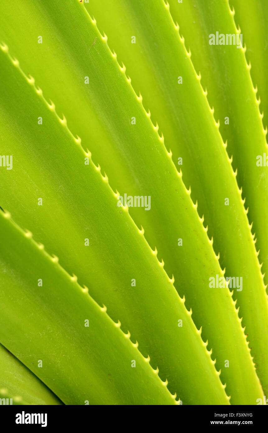 Abstract Background Texture Of Tropical Plant Stock Photo