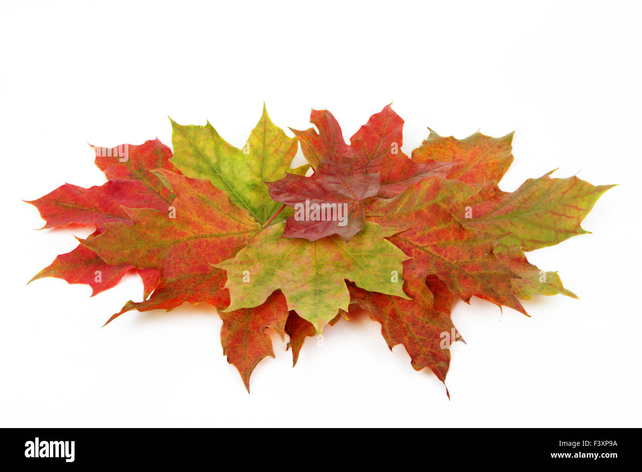 Autumn leaves isolated with white background Stock Photo - Alamy
