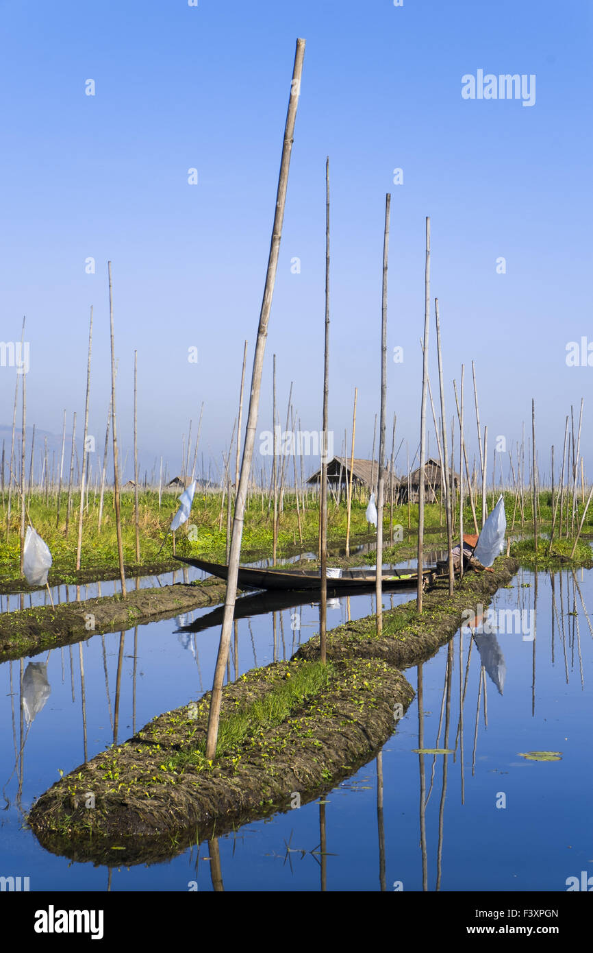 Floating gardens at Inle Lake, Myanmar, Asia Stock Photo Alamy