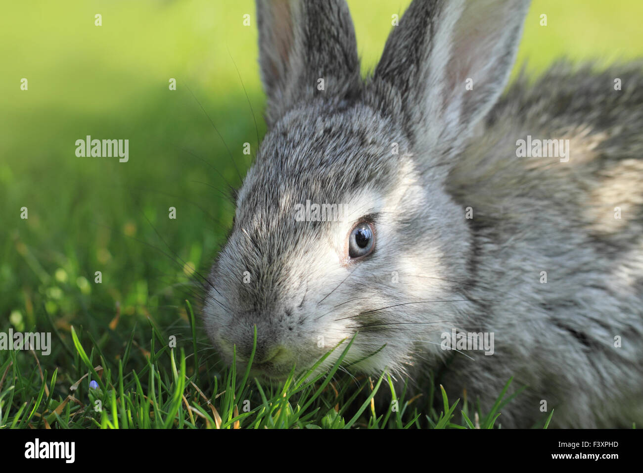 Gray rabbit in grass close up Stock Photo