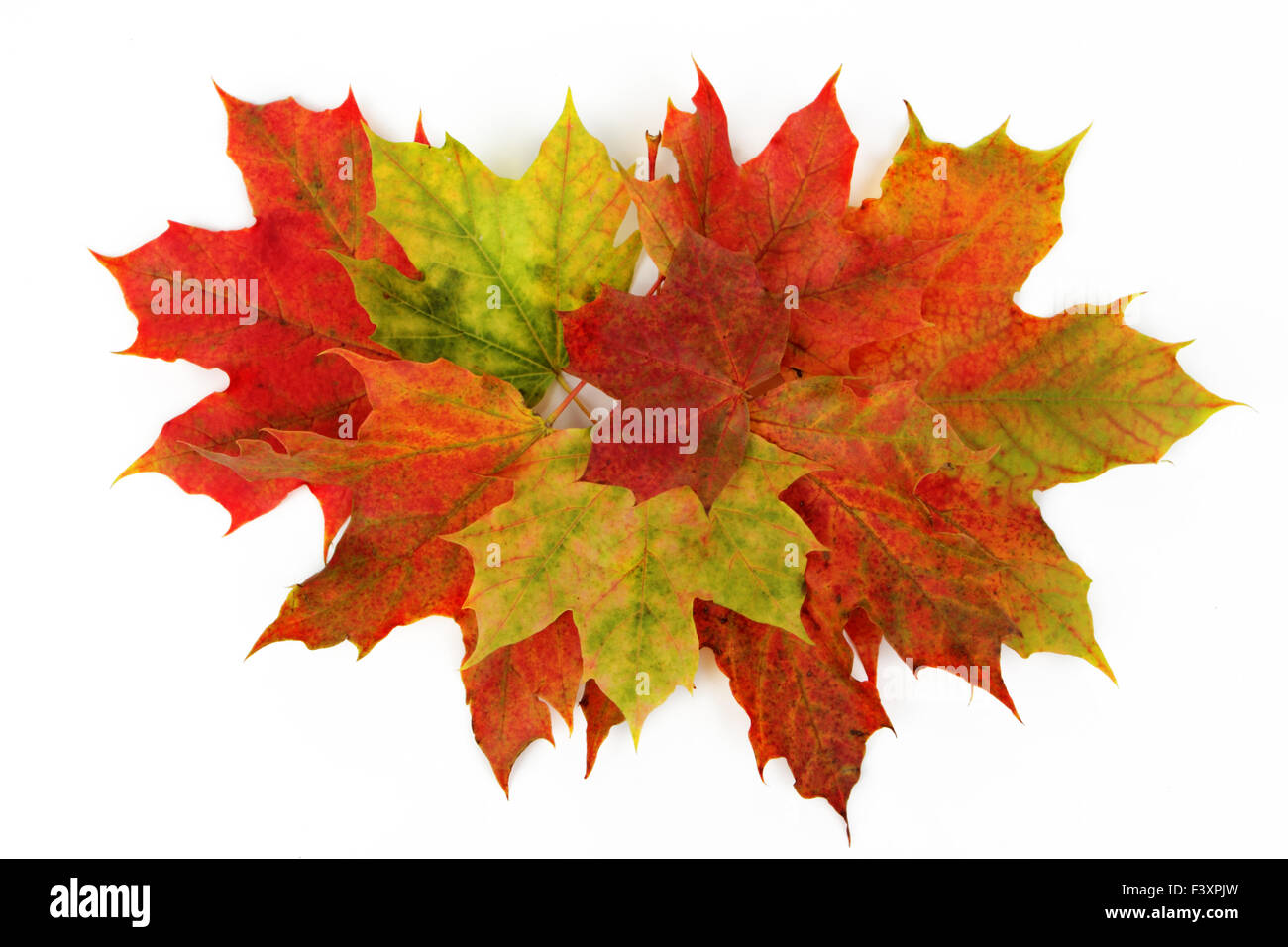 Autumn leaves isolated with white background Stock Photo - Alamy