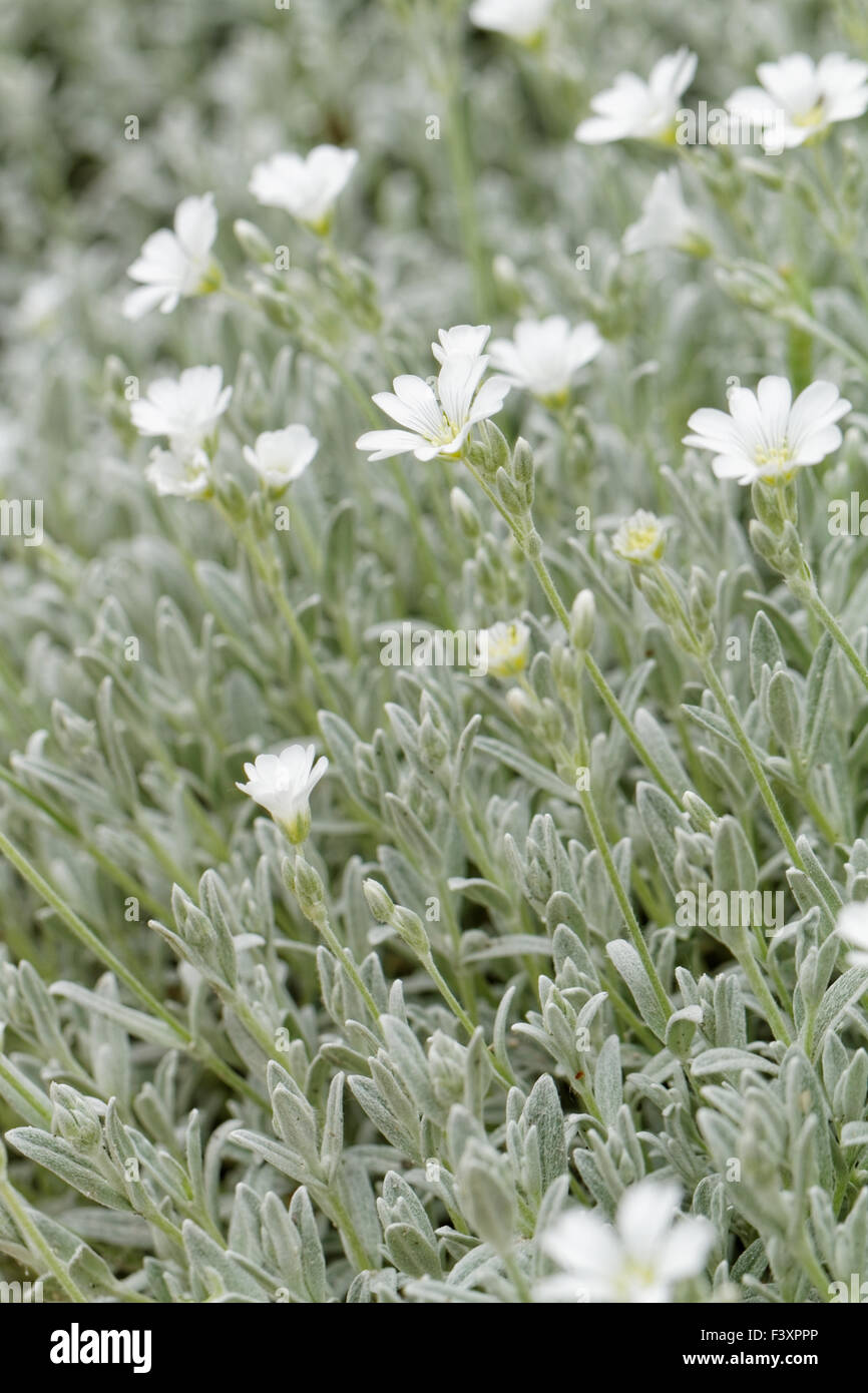 White rock flower garden edging Stock Photo