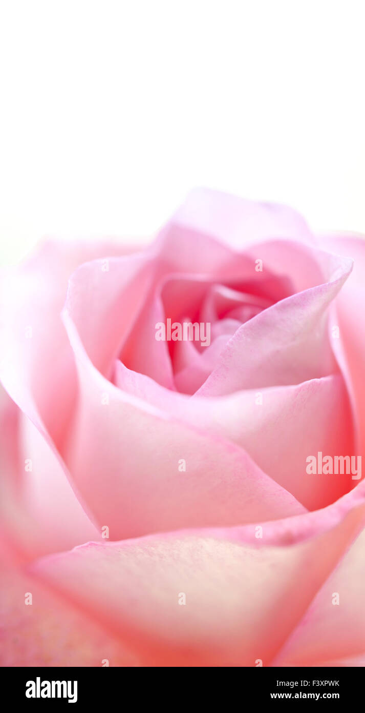Single pink rose in soft hi-res stock photography and images - Alamy