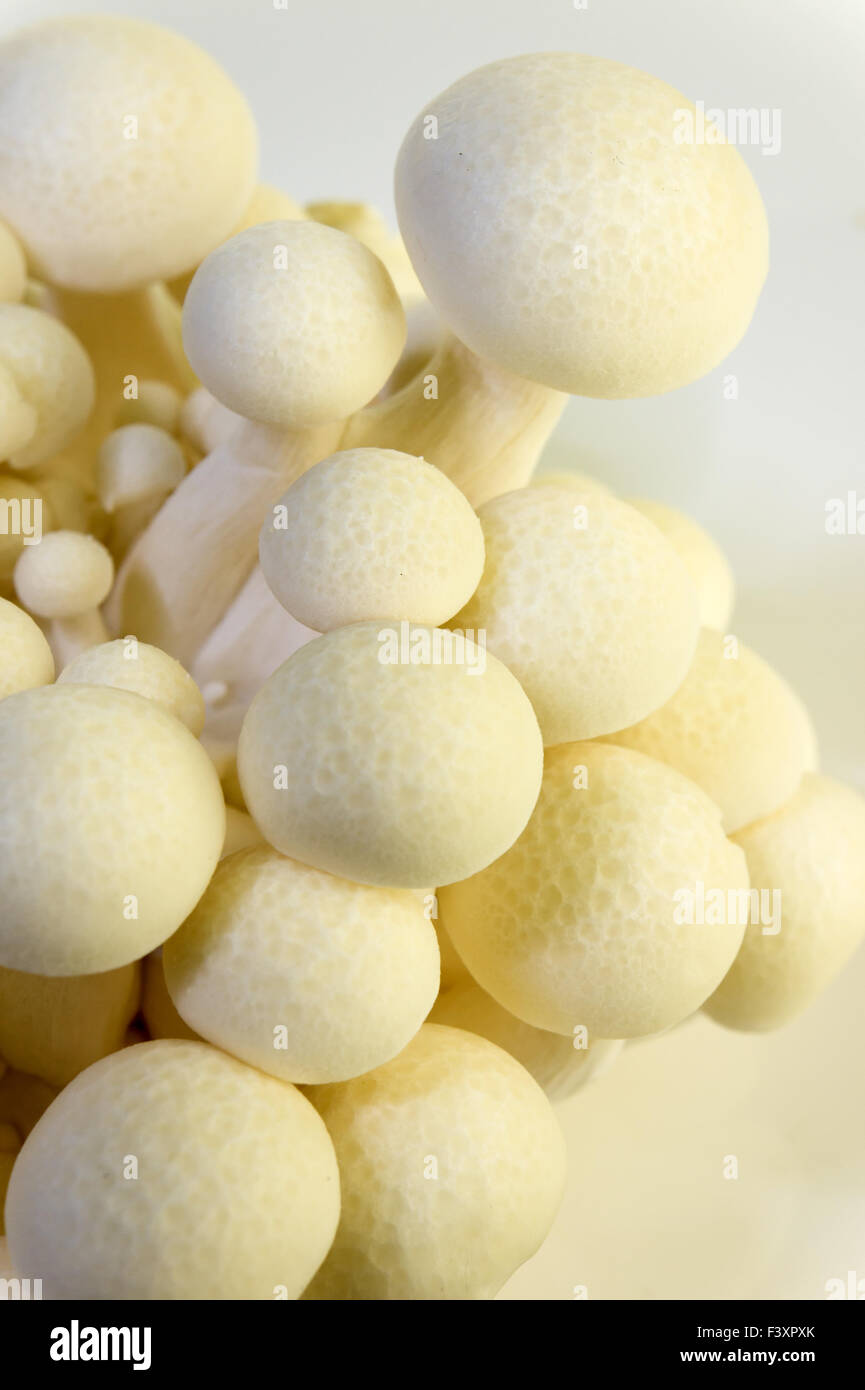 White beech Mushroom (White Shimeji) Hypsizygus Marmoreus Stock Photo