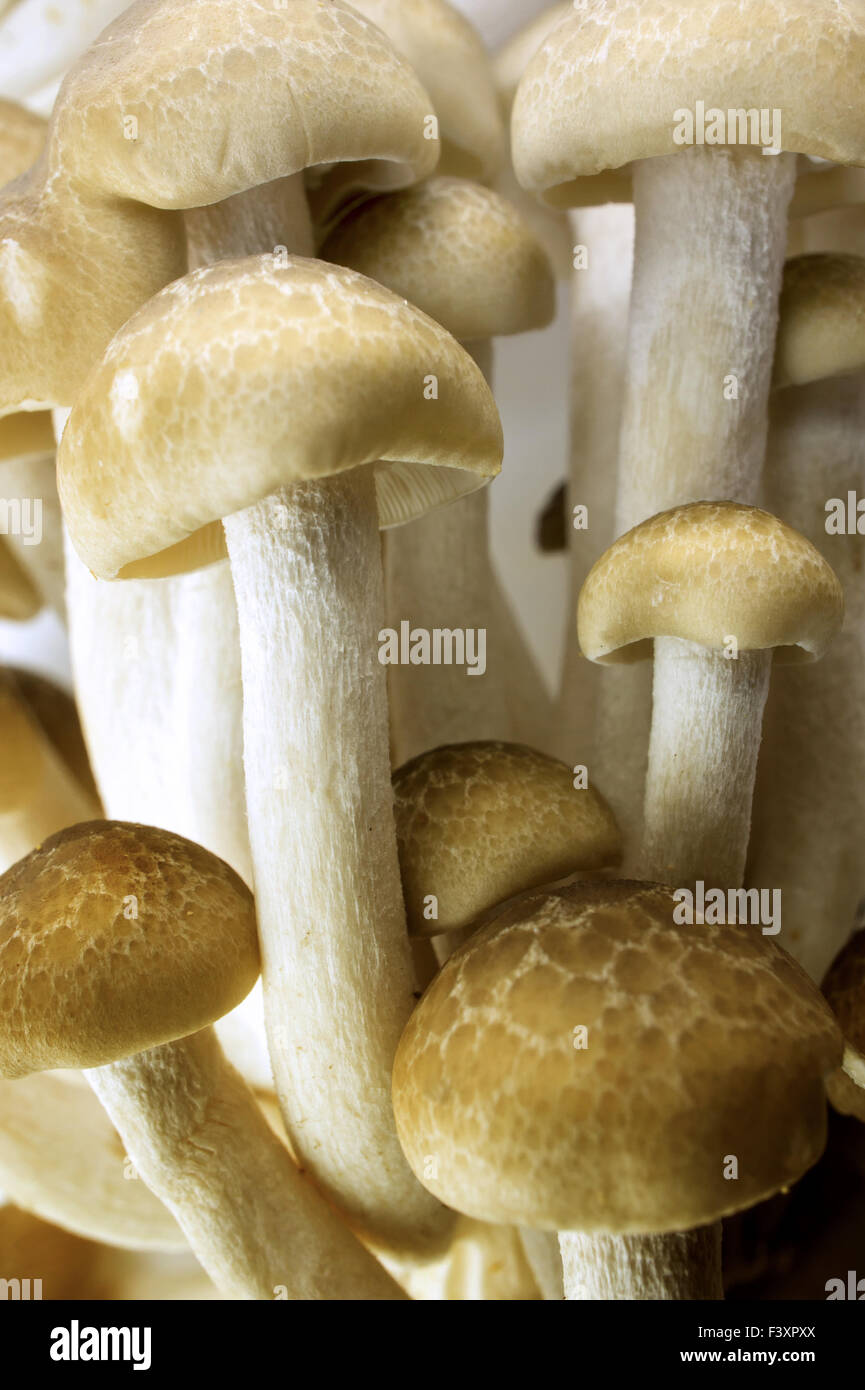 Brown Beech Mushroom Stock Photo - Alamy