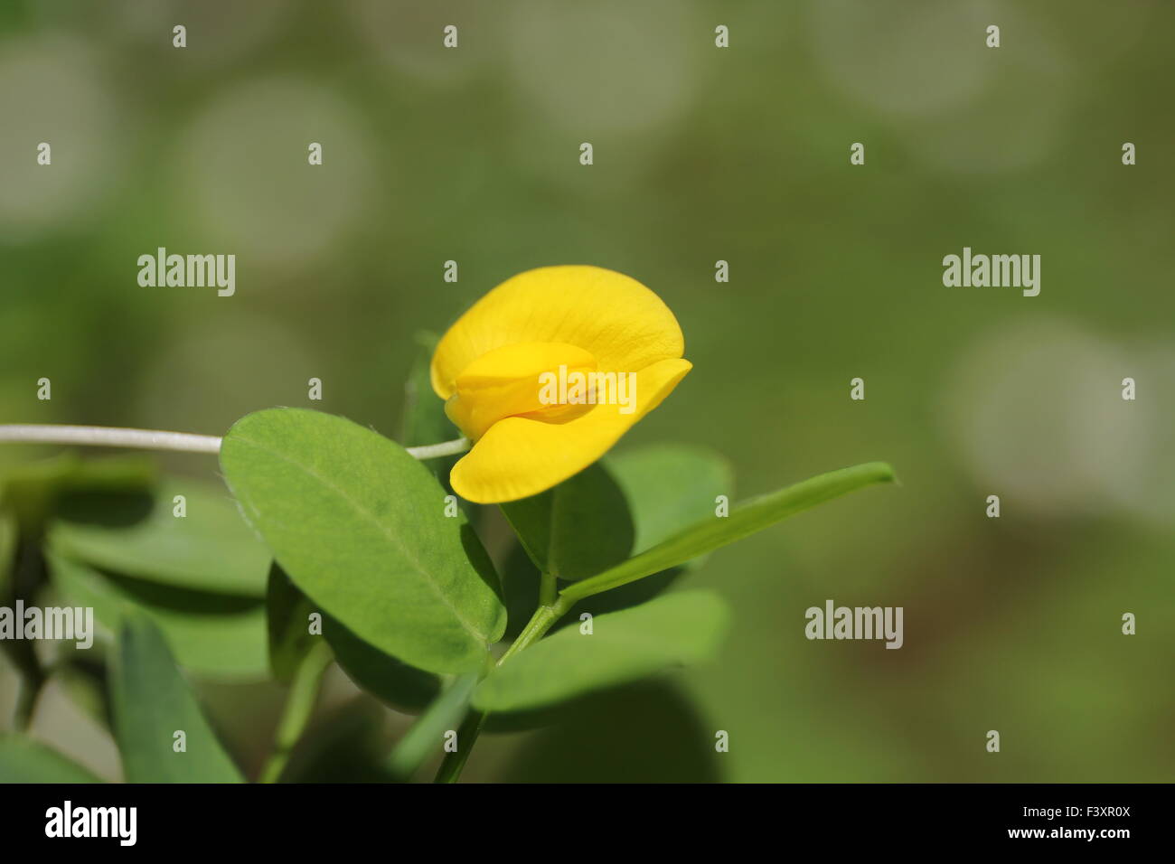 Calicut hires stock photography and images Alamy