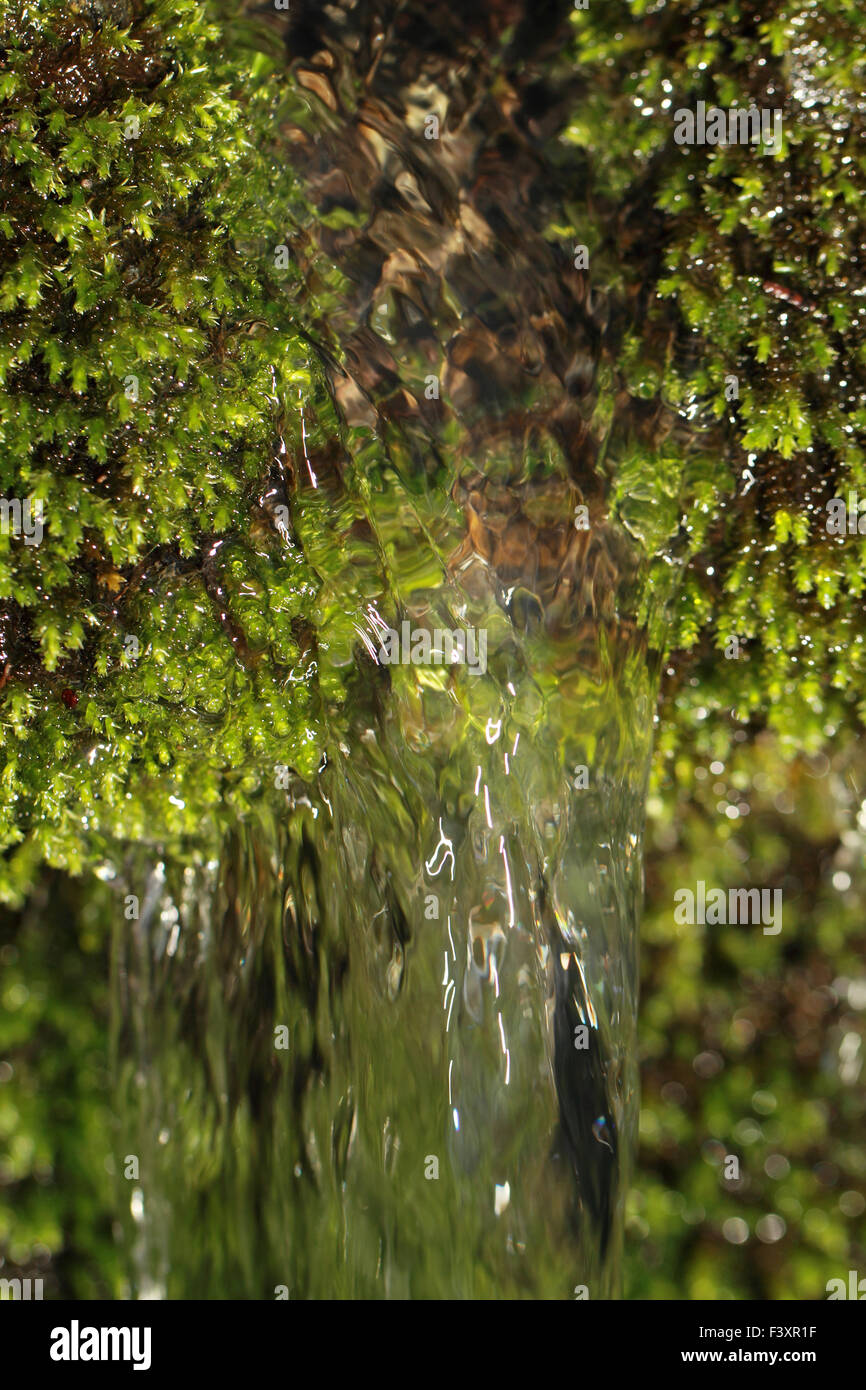 Moss in nature hi-res stock photography and images - Alamy