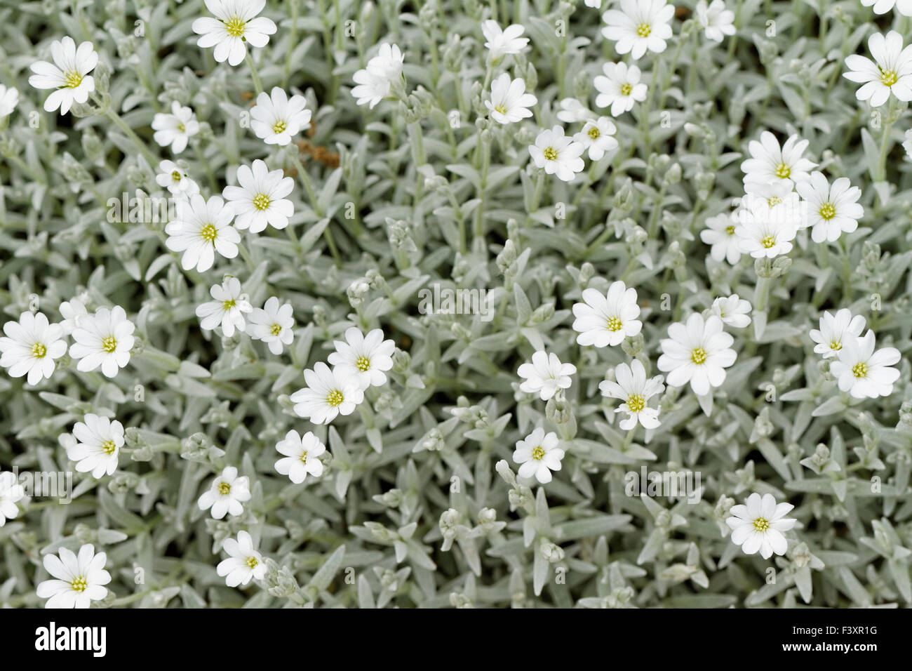 White rock flower garden edging Stock Photo Alamy