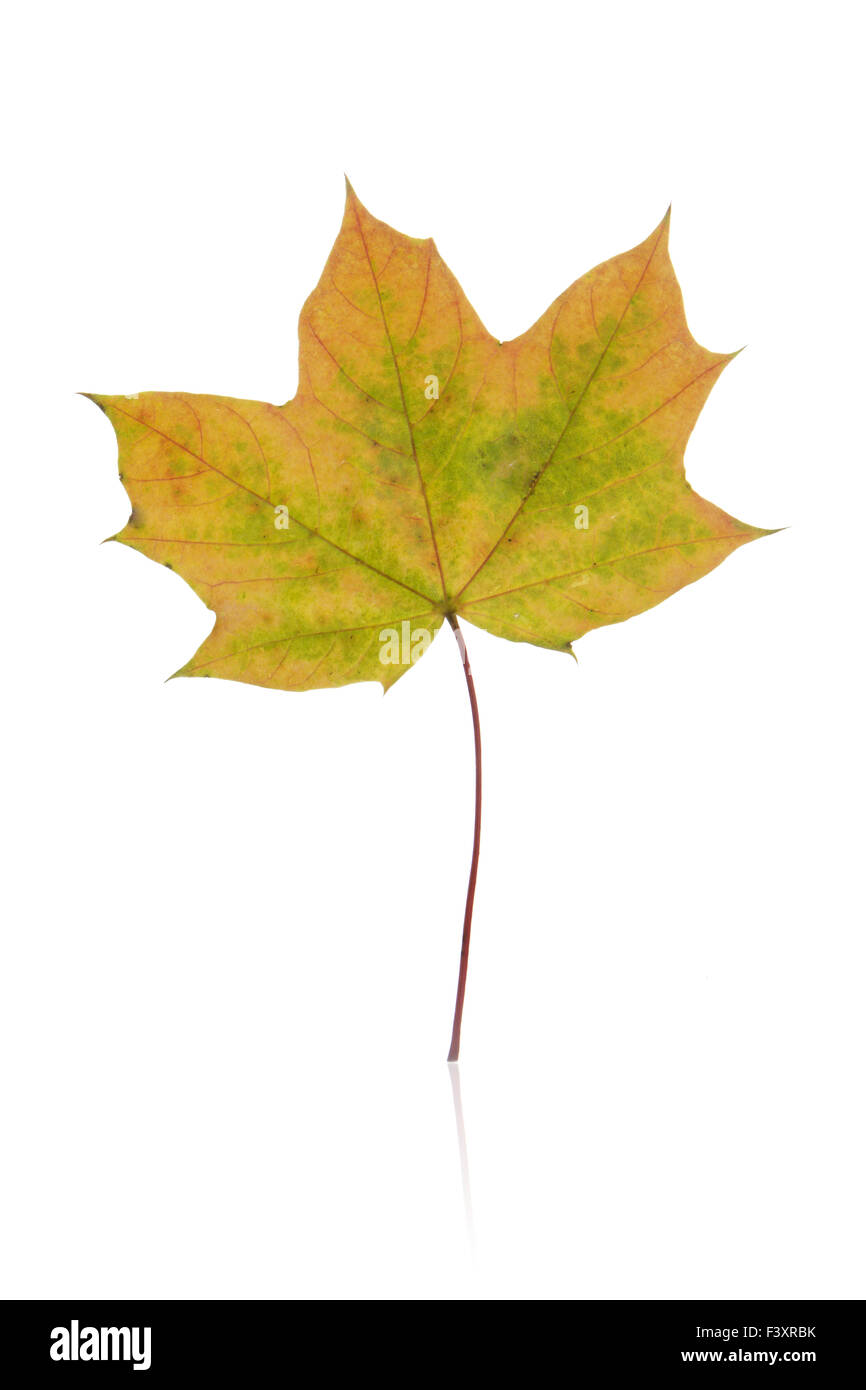 Autumn leaf isolated with white background Stock Photo