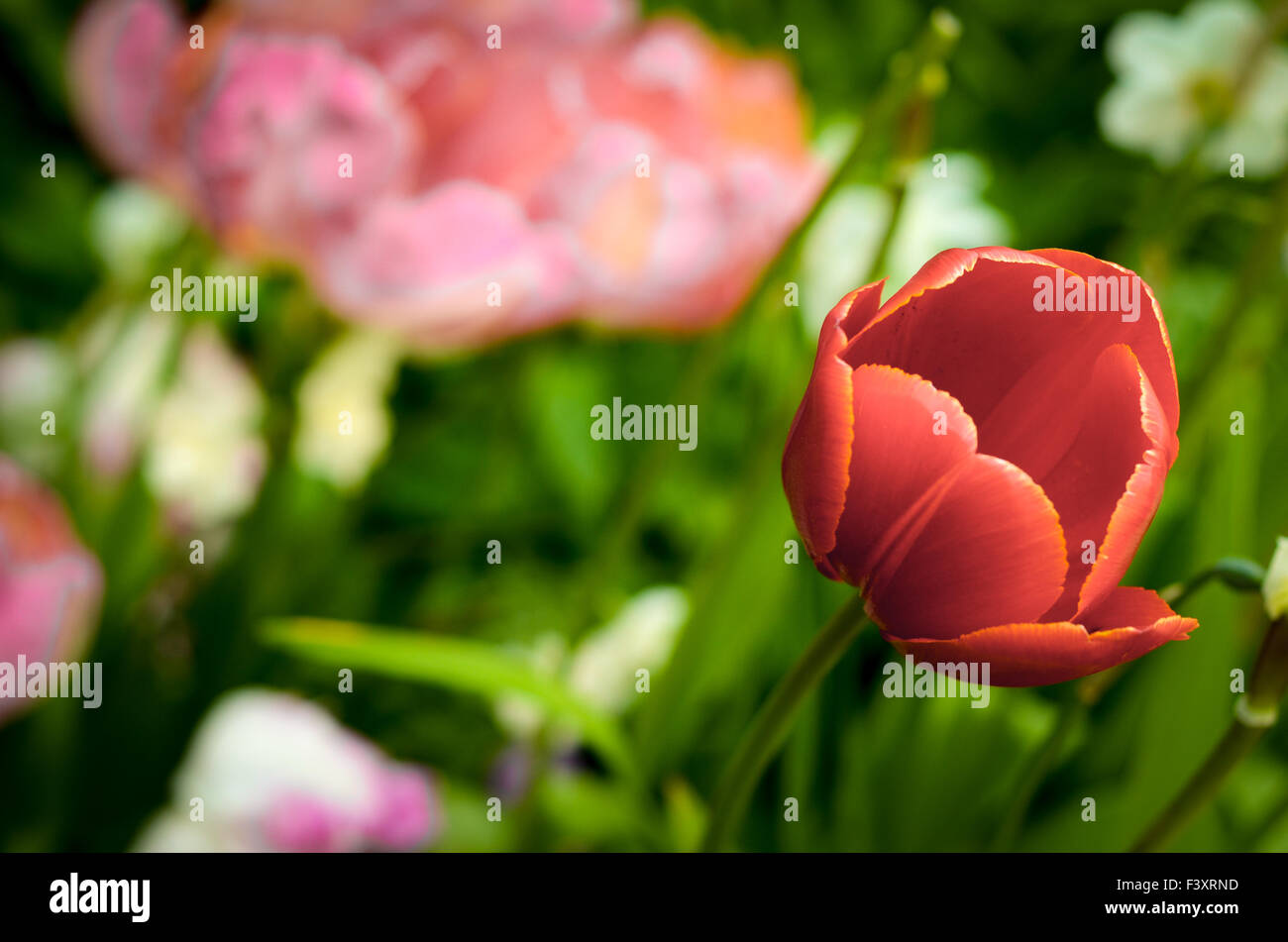 Flowerbed With Tulip Stock Photo