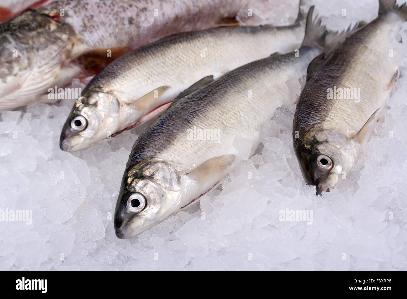 raw fish after fishing on crash ice Stock Photo