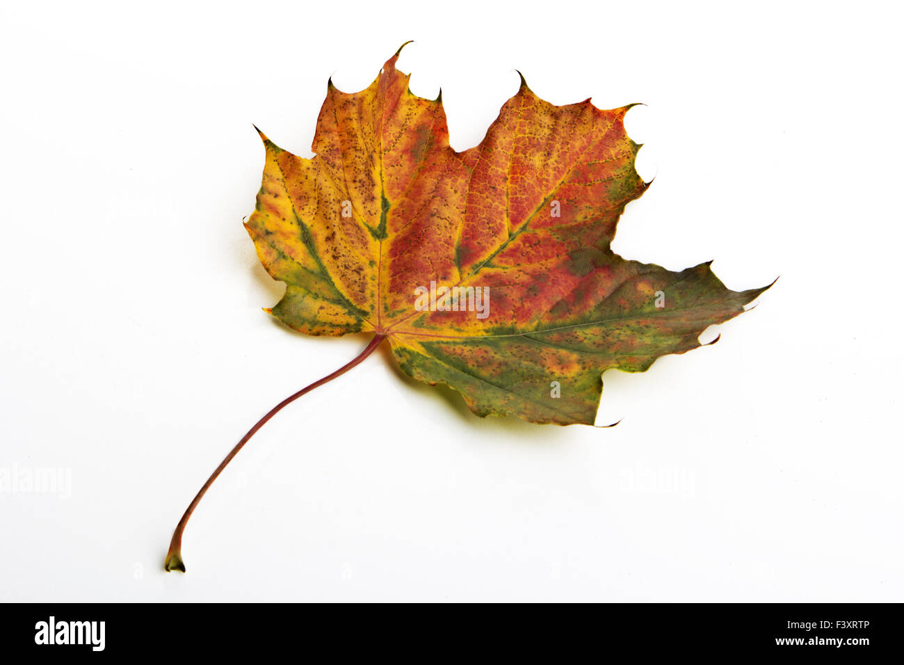Autumn leave isolated with white background Stock Photo