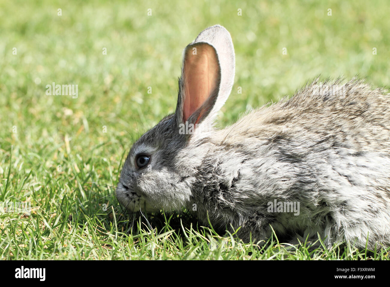Gray rabbit in grass close up Stock Photo - Alamy