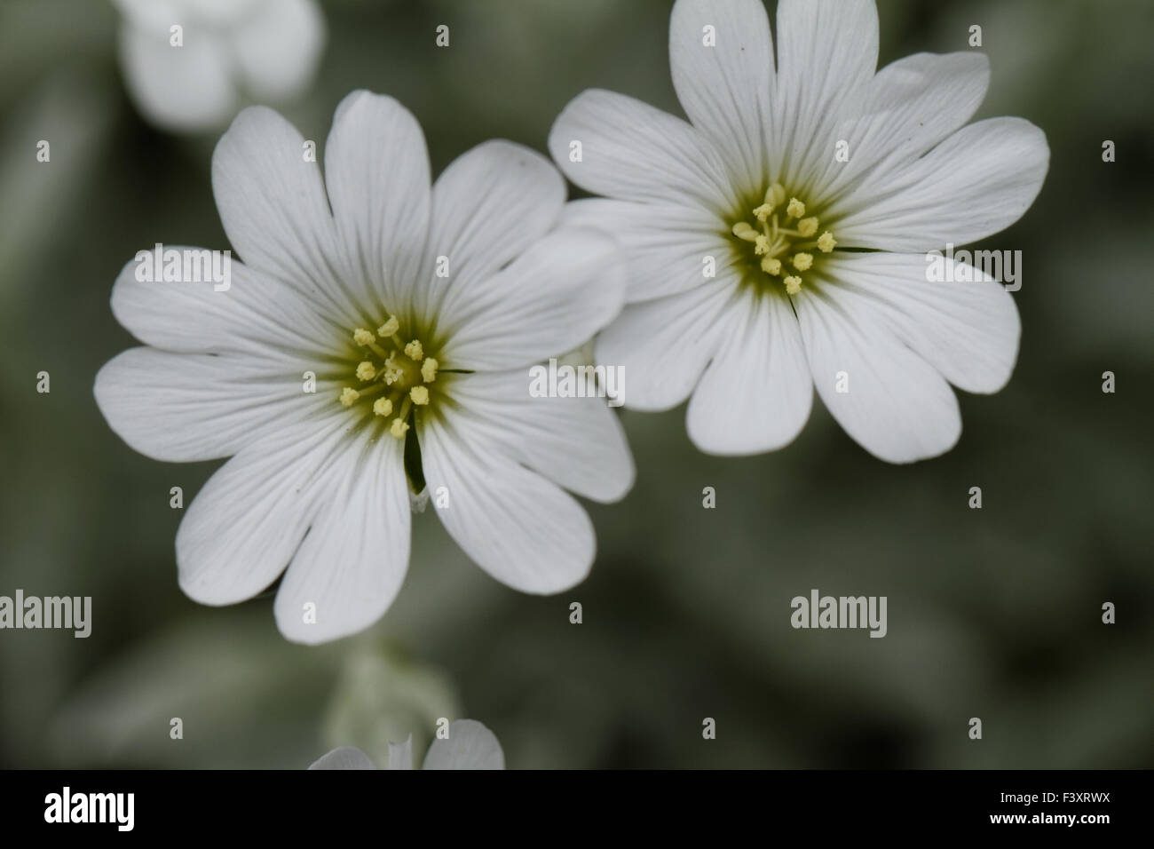 White rock flower garden edging Stock Photo Alamy