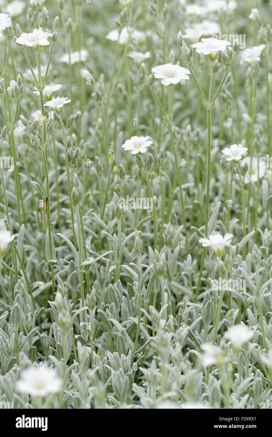 White rock flower garden edging Stock Photo