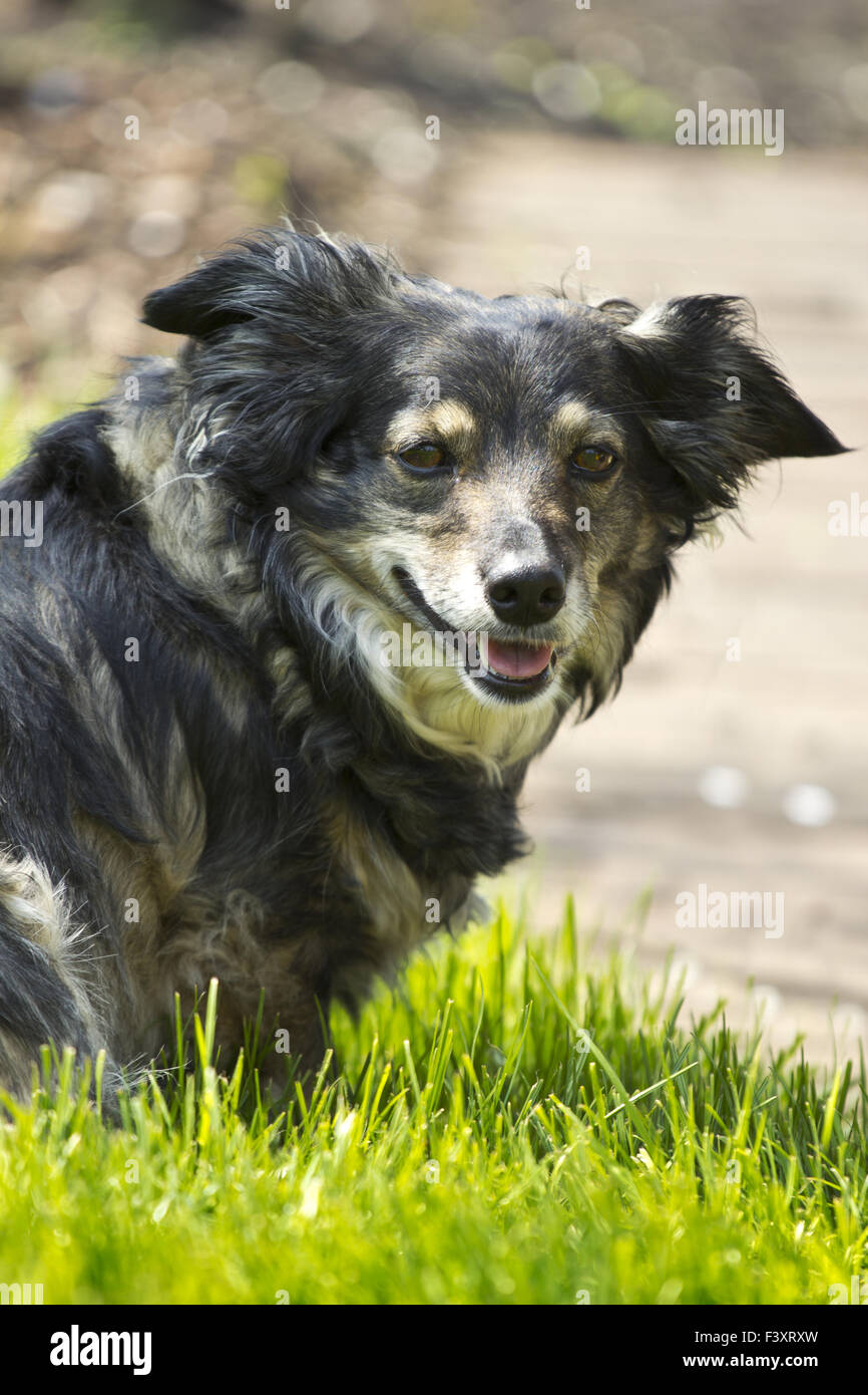 mixed breed dog in a park with green grass Stock Photo - Alamy
