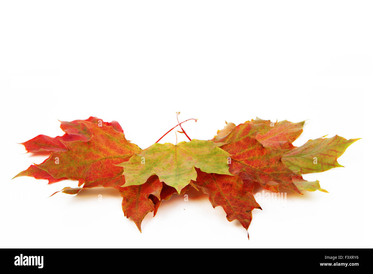 Autumn leaves isolated with white background Stock Photo - Alamy