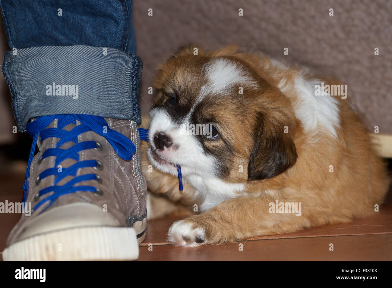 Puppy with laces Stock Photo