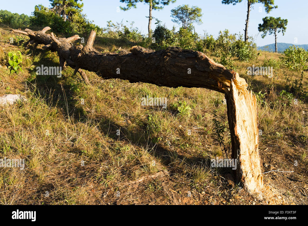 Damaged trees, Kalaw, Myanmar, Asia Stock Photo