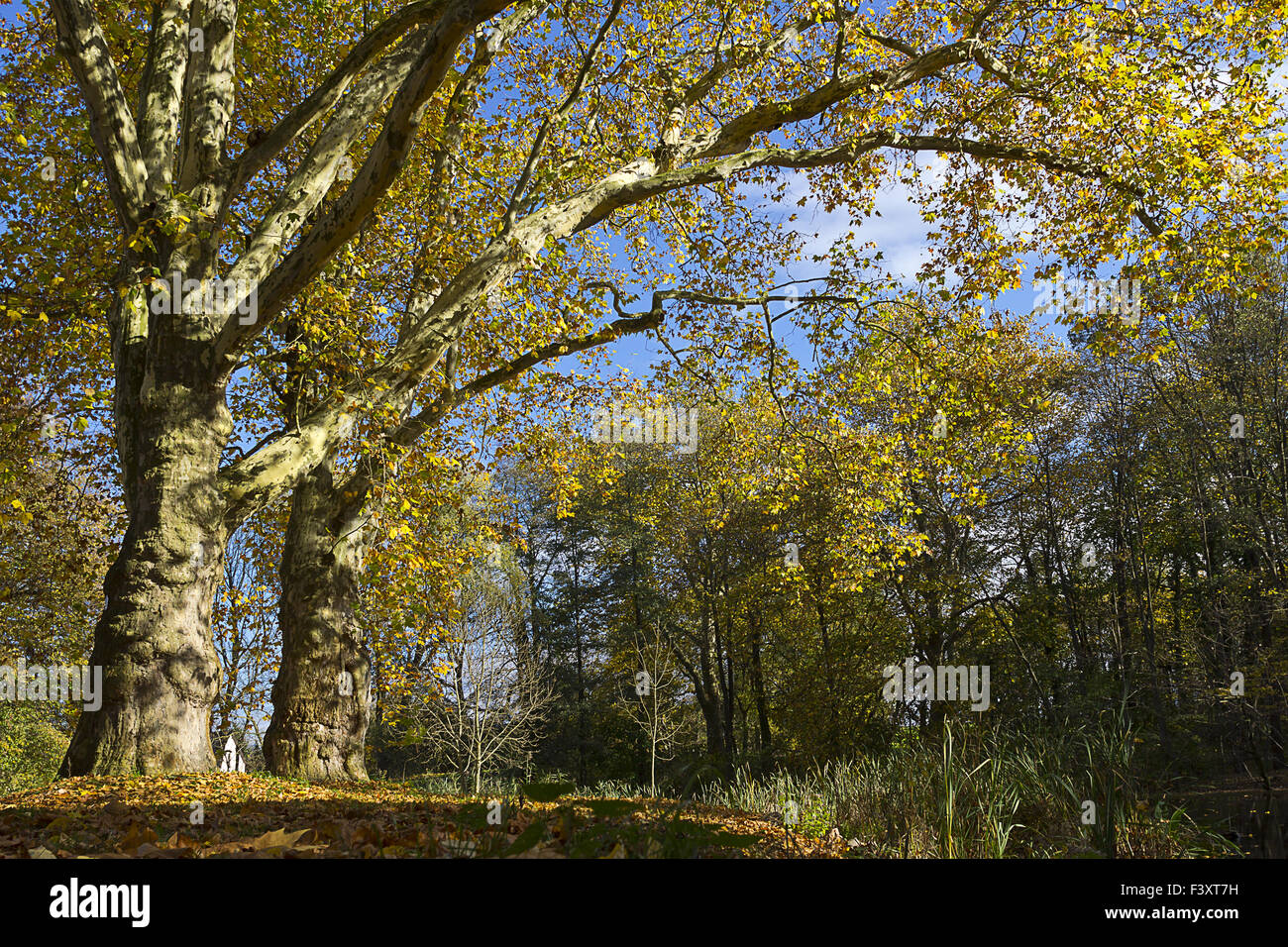 old tree in autumn Stock Photo