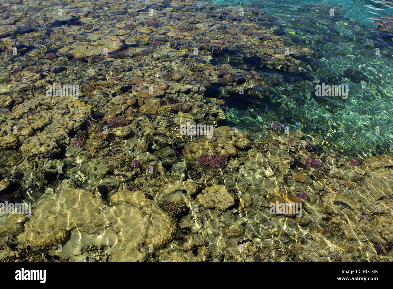 egypt coral reef in the sea, ocean Stock Photo