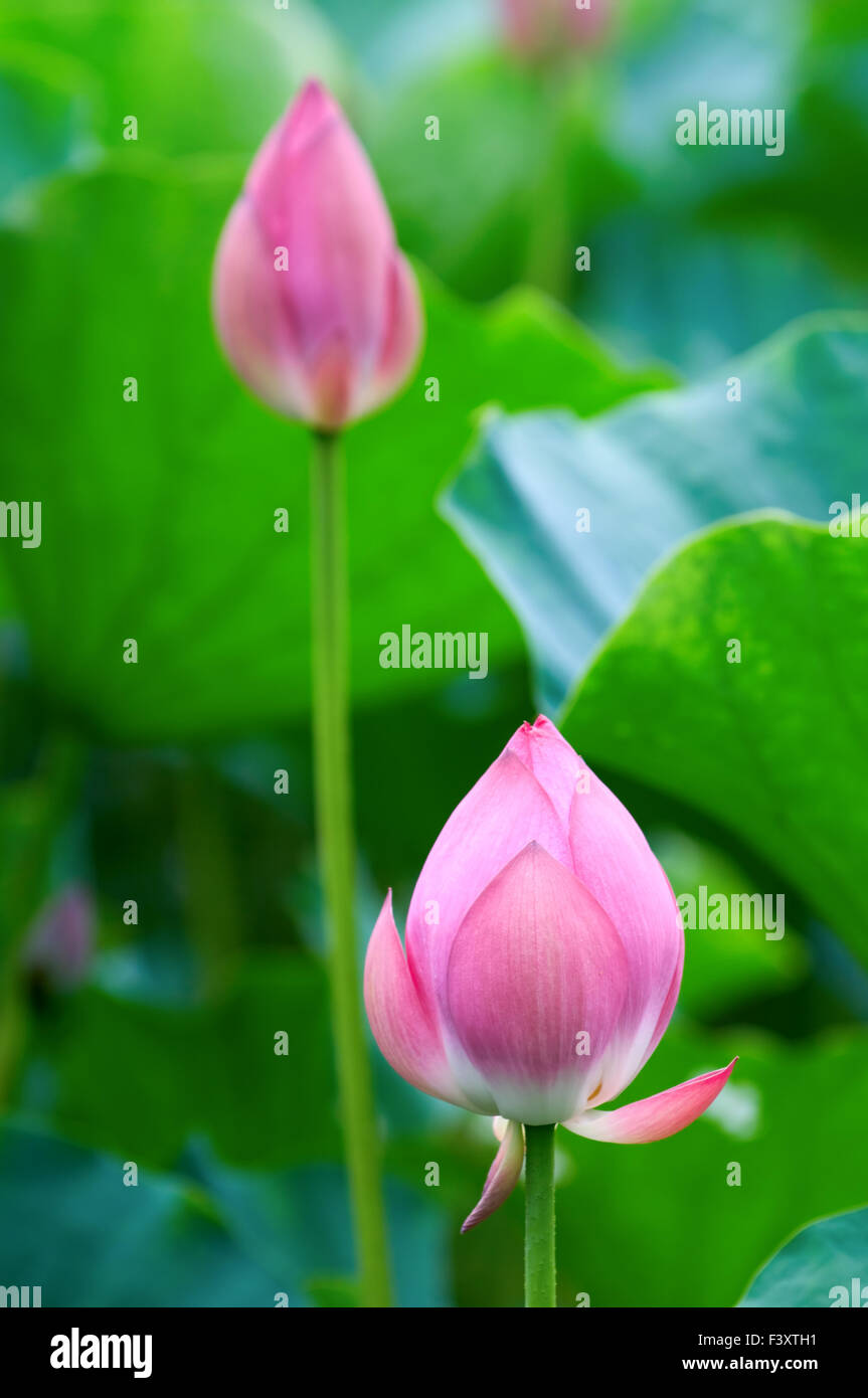 The shot of lotus leafs and the blossom Stock Photo