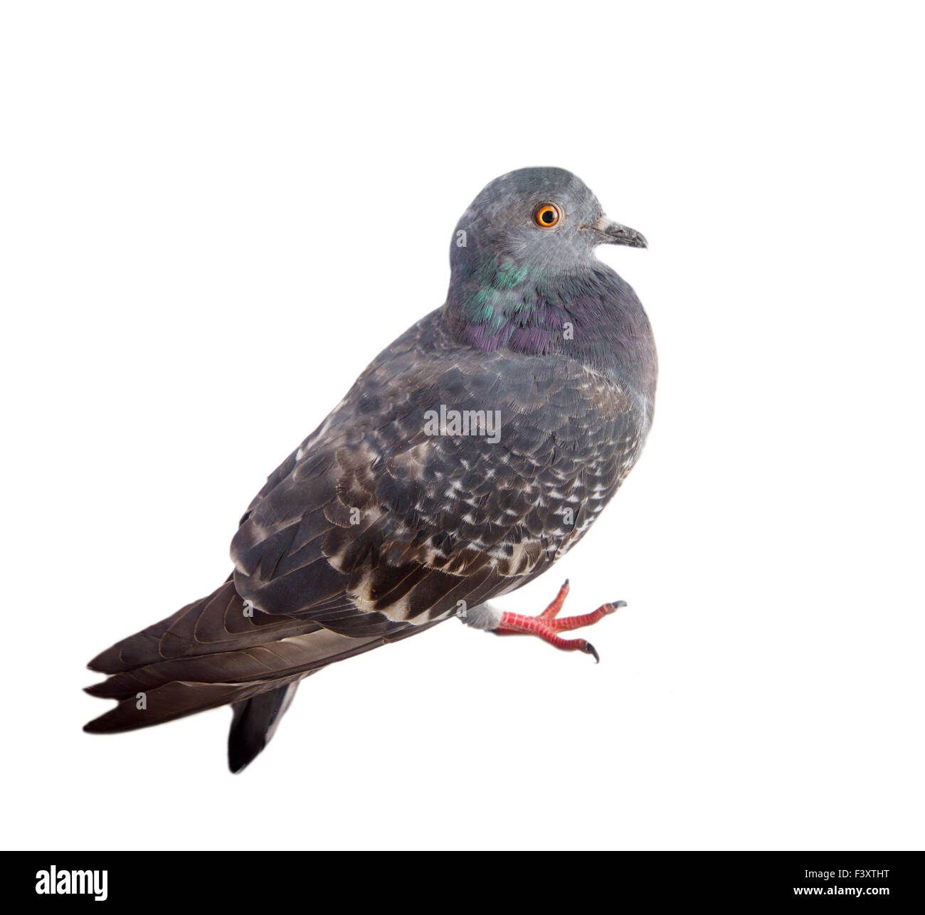 pigeon on a white background Stock Photo - Alamy