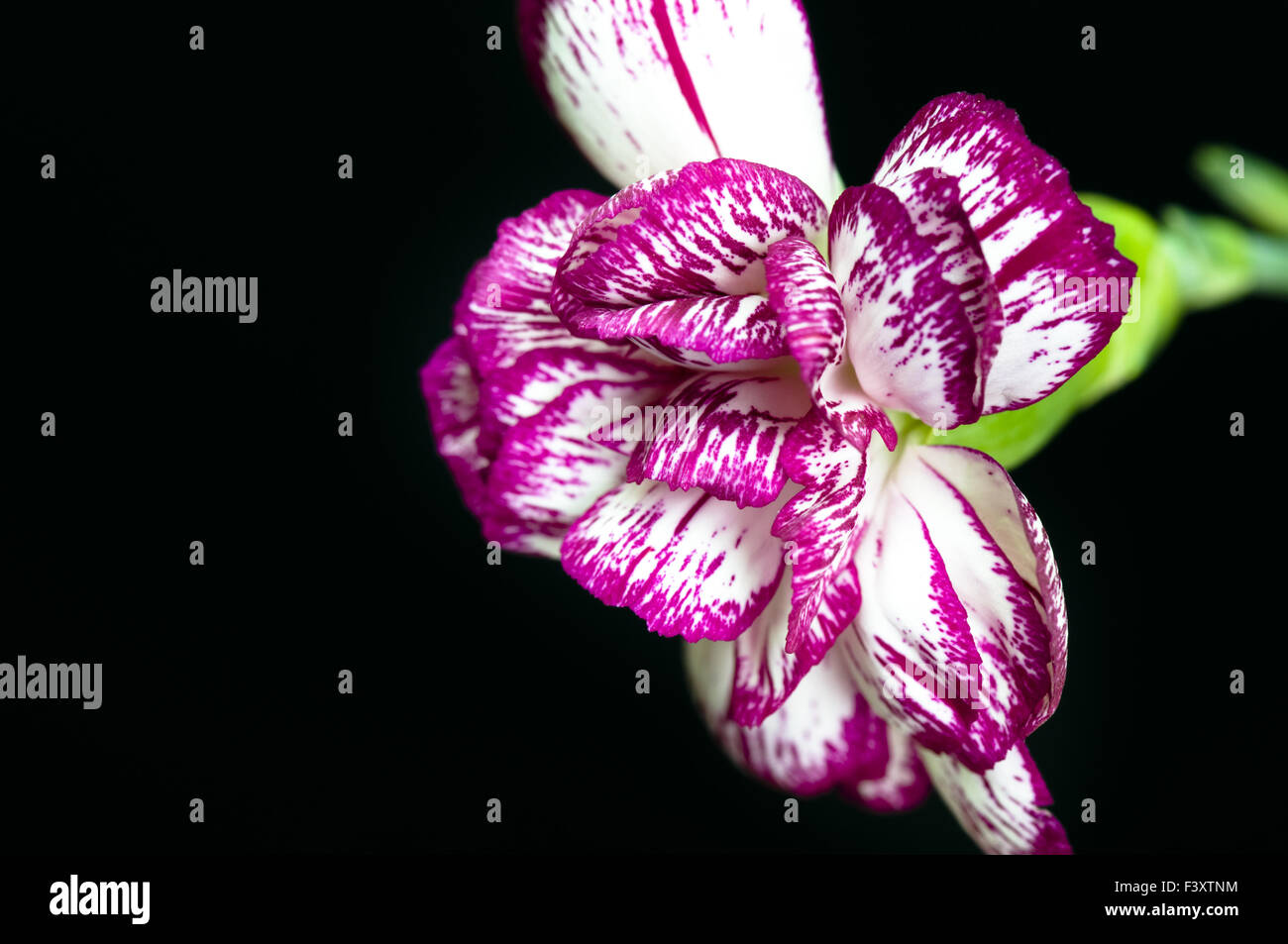 Close shot of carnation over dark background Stock Photo