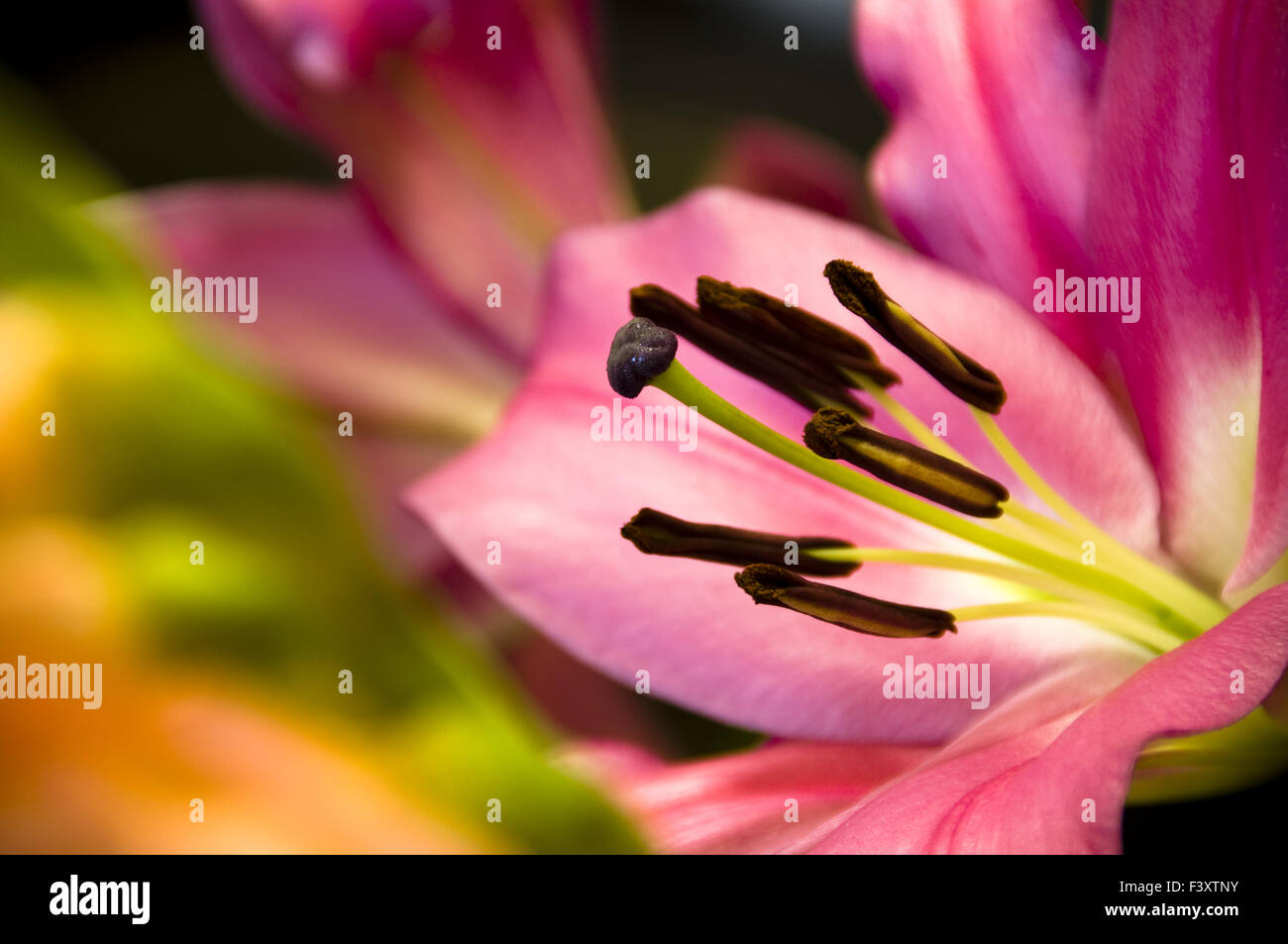 The close up of lilies over dark background Stock Photo