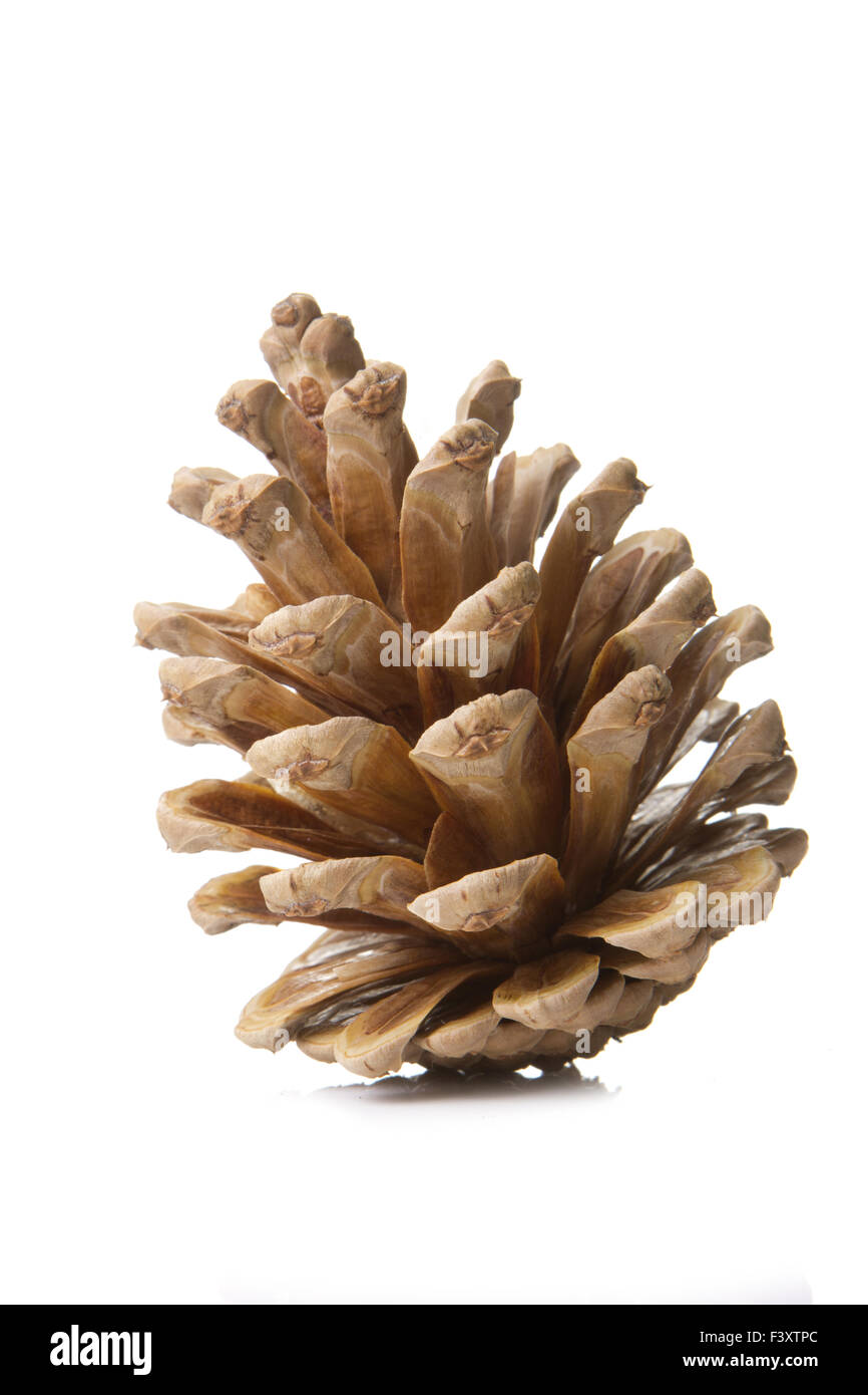 pine cone Stock Photo
