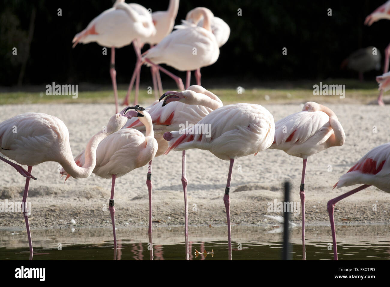 several flamingos standing and sleeping Stock Photo